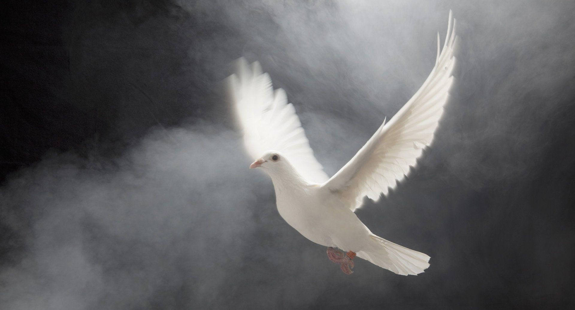 white dove, misty darkness, wings spread wide, Full HD Desktop Wallpaper