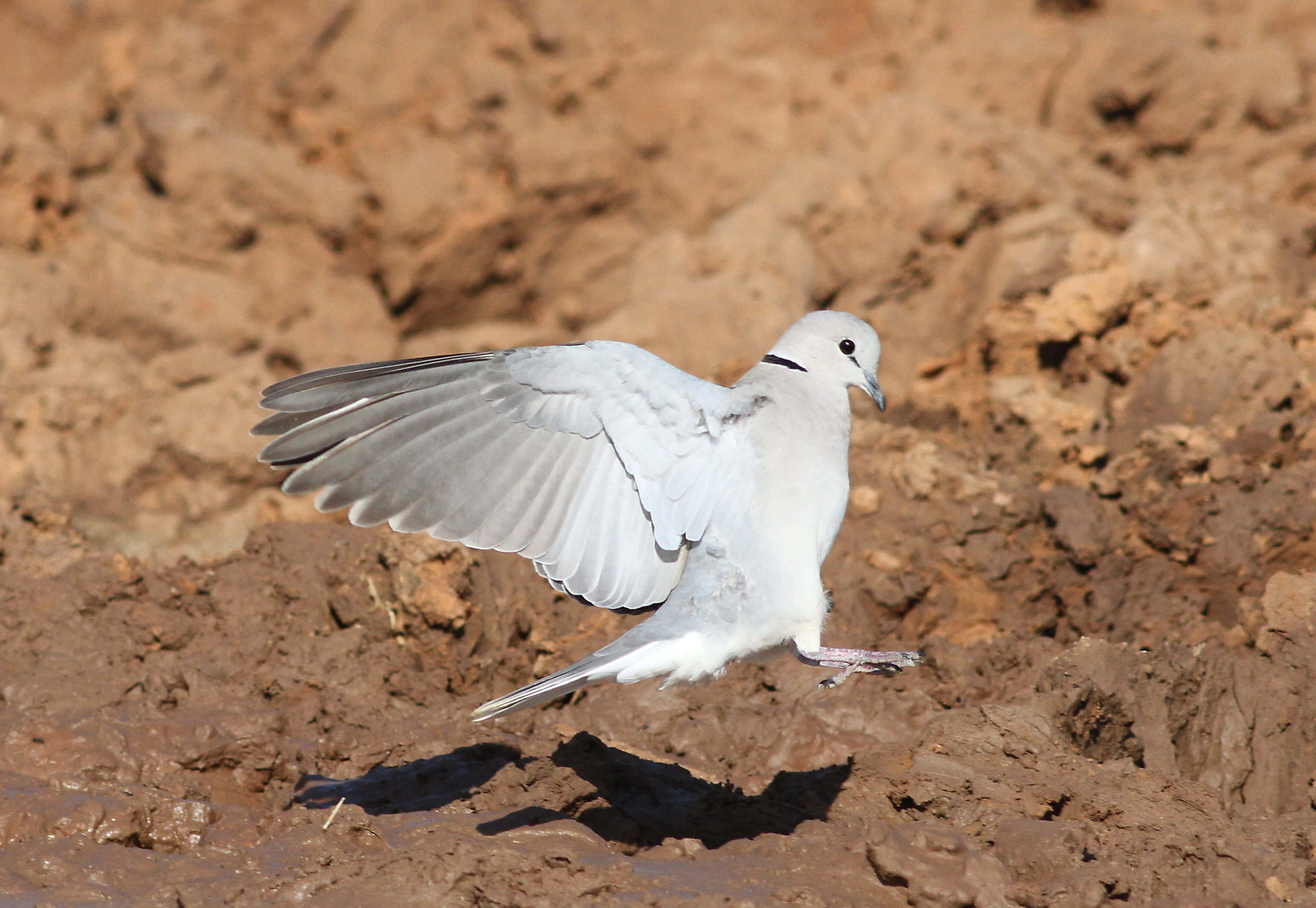 Dove Wings, white dove, black neck band, 2K Desktop Wallpaper