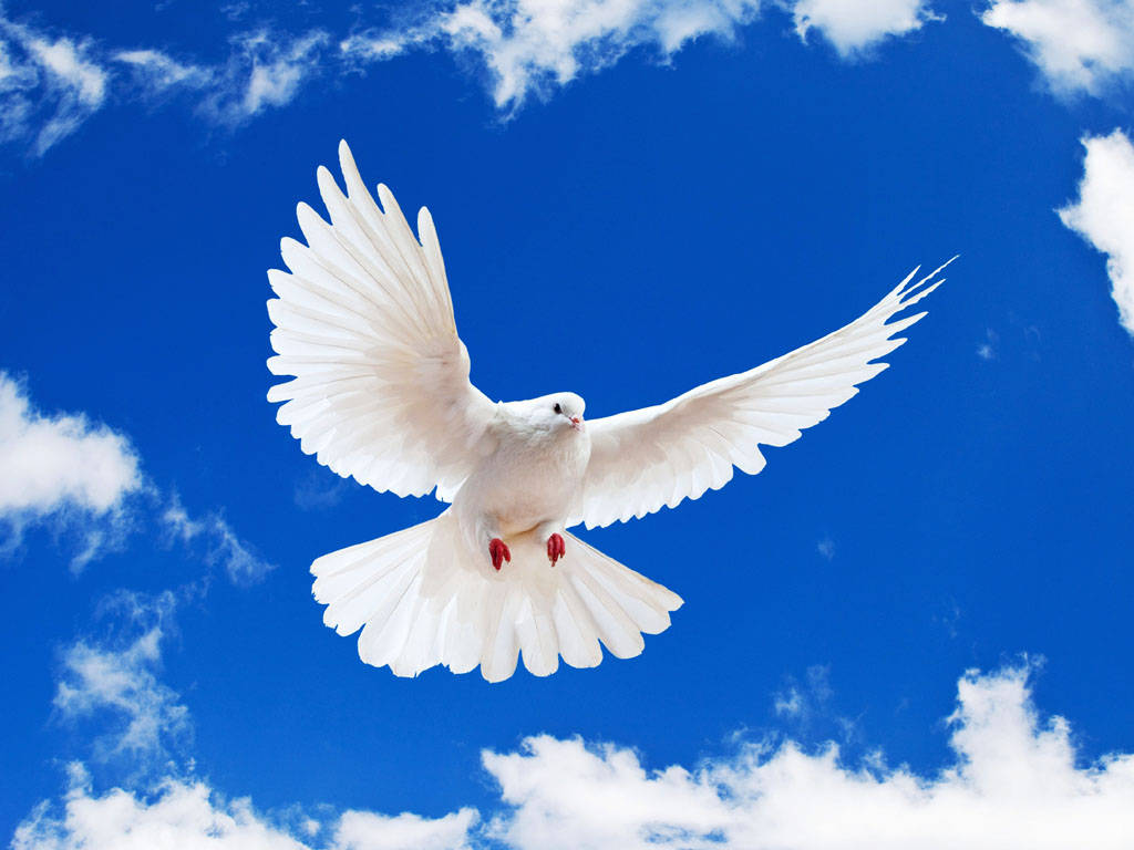 white dove, blue sky, fluffy white clouds, SD Desktop Wallpaper