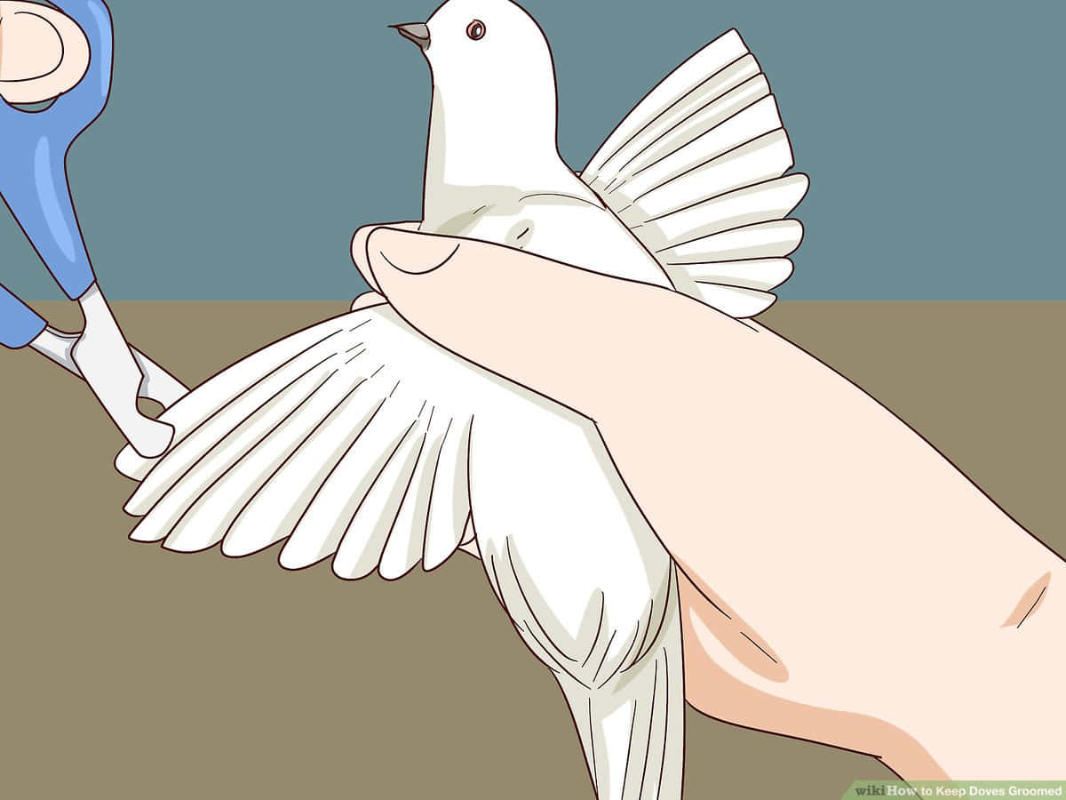 dove wings, white dove, blue scissors, SD Desktop Wallpaper