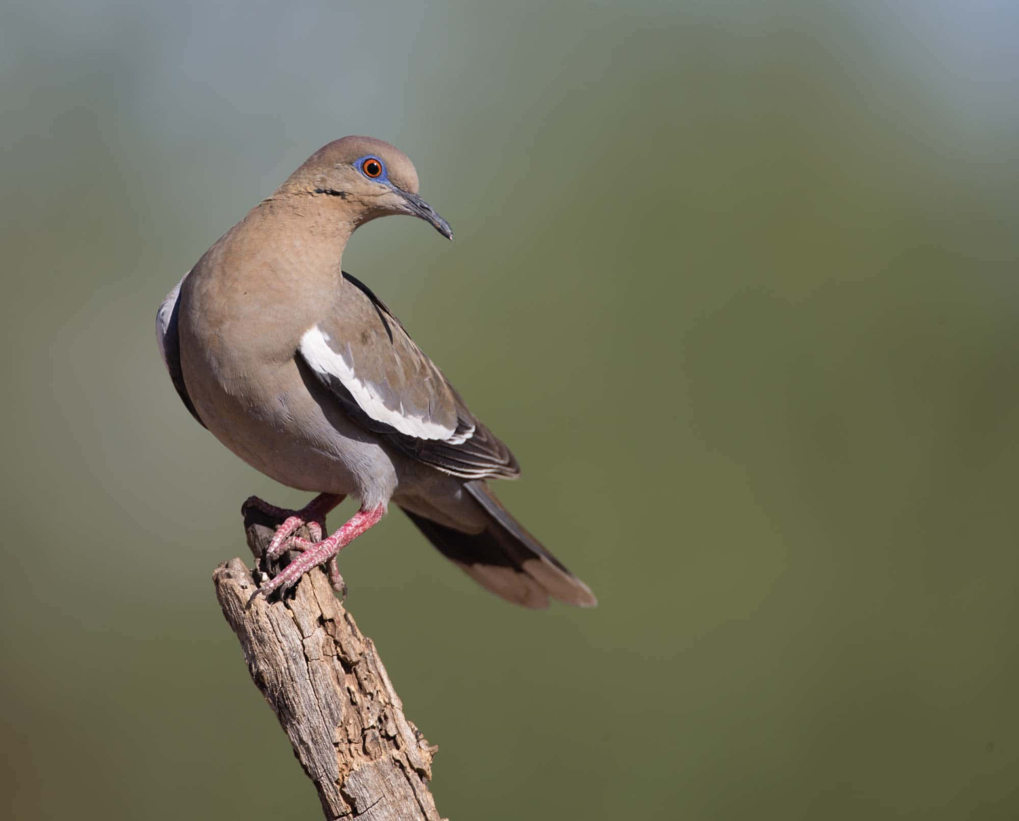 Dove Wings, mourning dove, weathered branch, Full HD Desktop Wallpaper