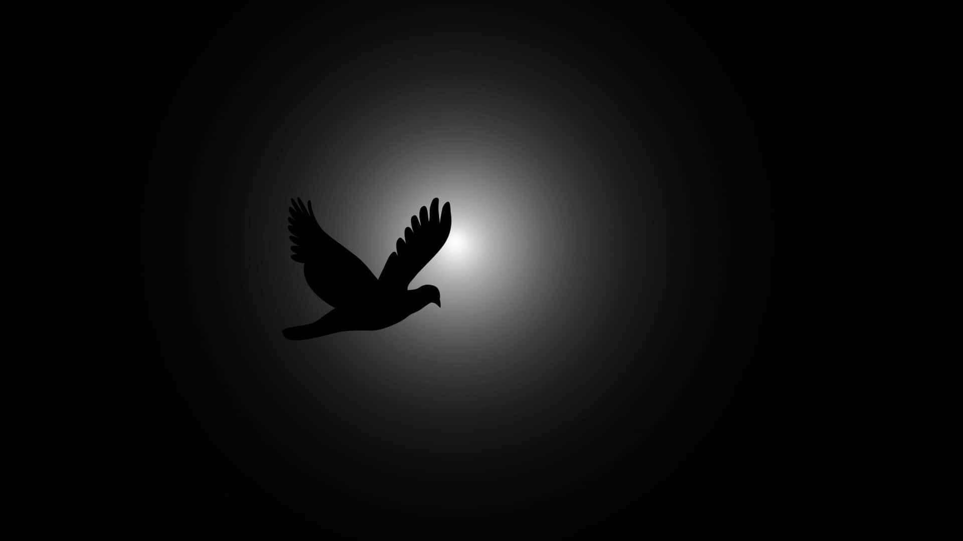 dove, silhouette, bird in flight, Full HD Desktop Wallpaper