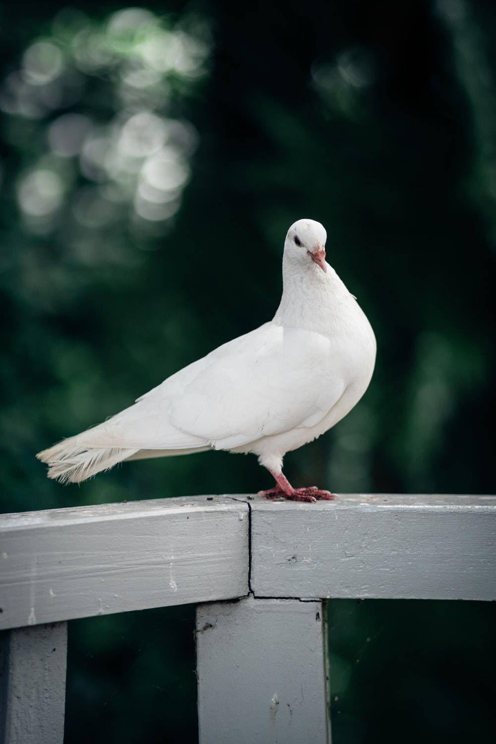 white dove, wooden platform, bokeh effect, HD Phone Wallpaper