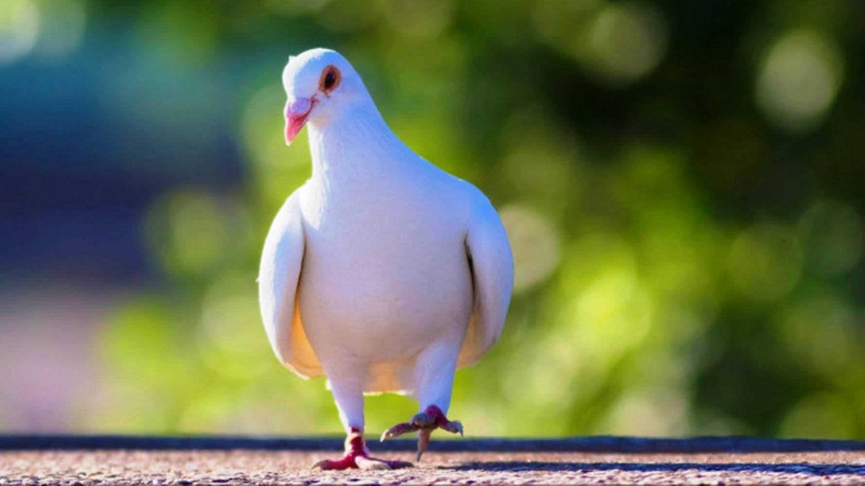 white dove, sunlit pavement, soft green bokeh background, HD Desktop Wallpaper