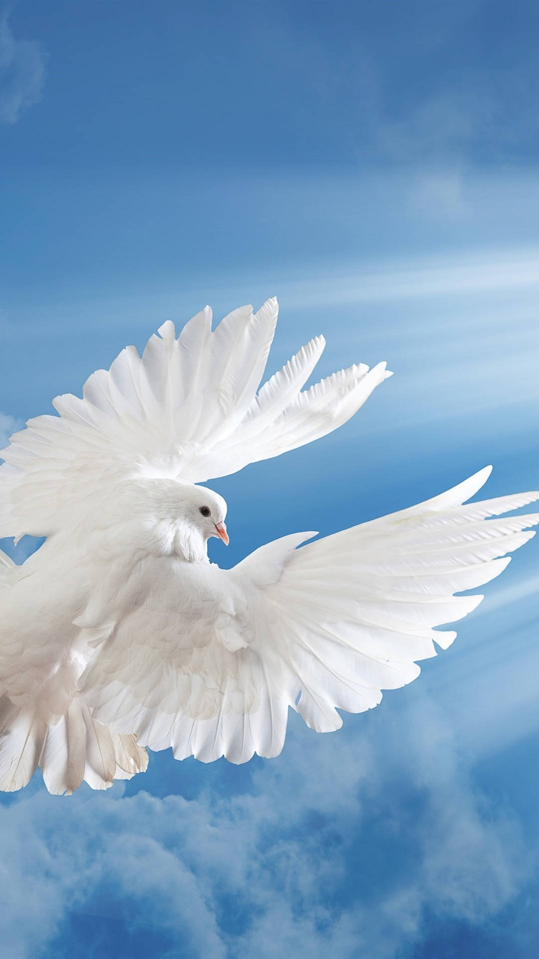 white dove, vibrant blue sky, wispy clouds, Full HD Phone Wallpaper