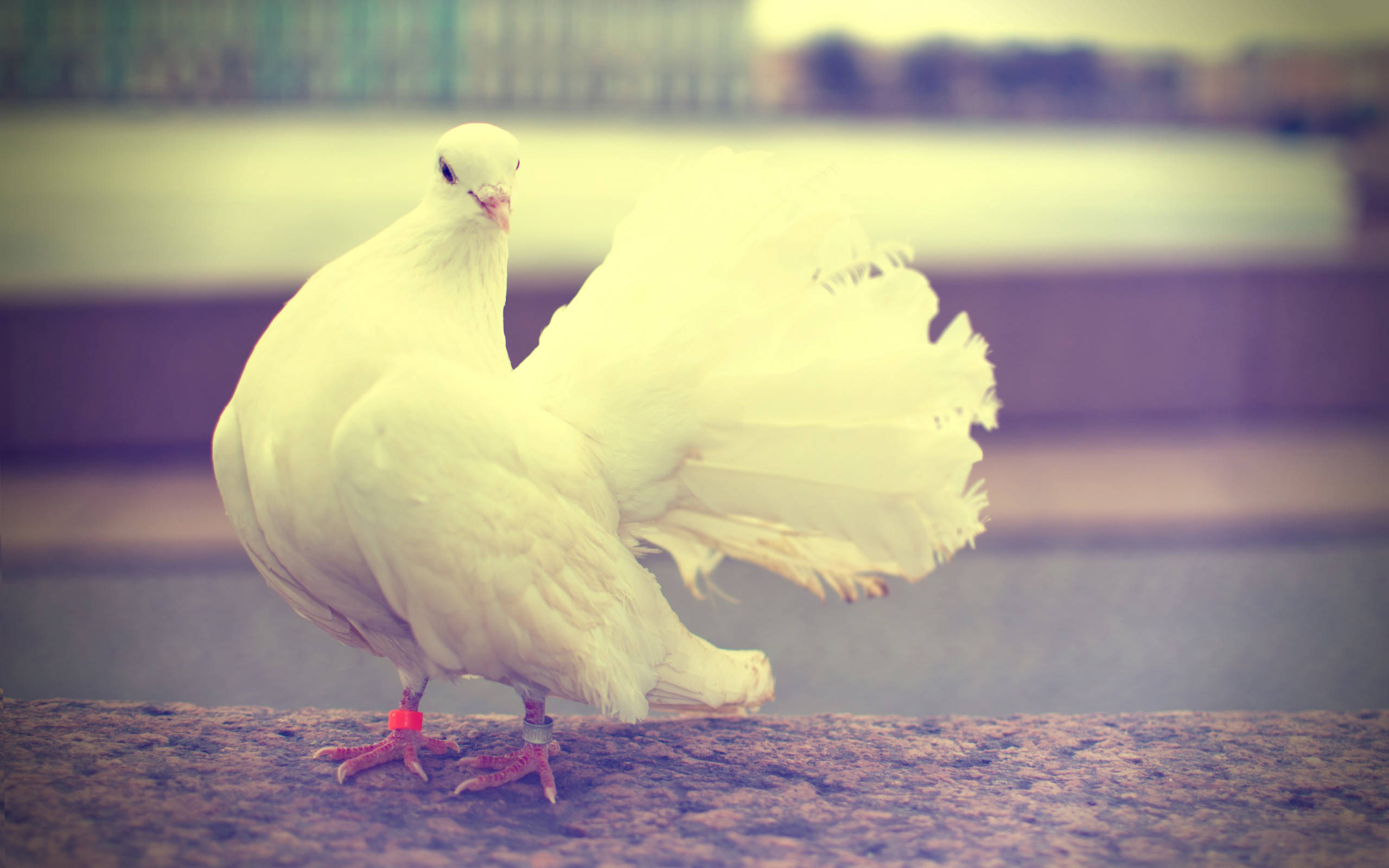 white dove, pastel filter, stone ledge, 2K Desktop Wallpaper
