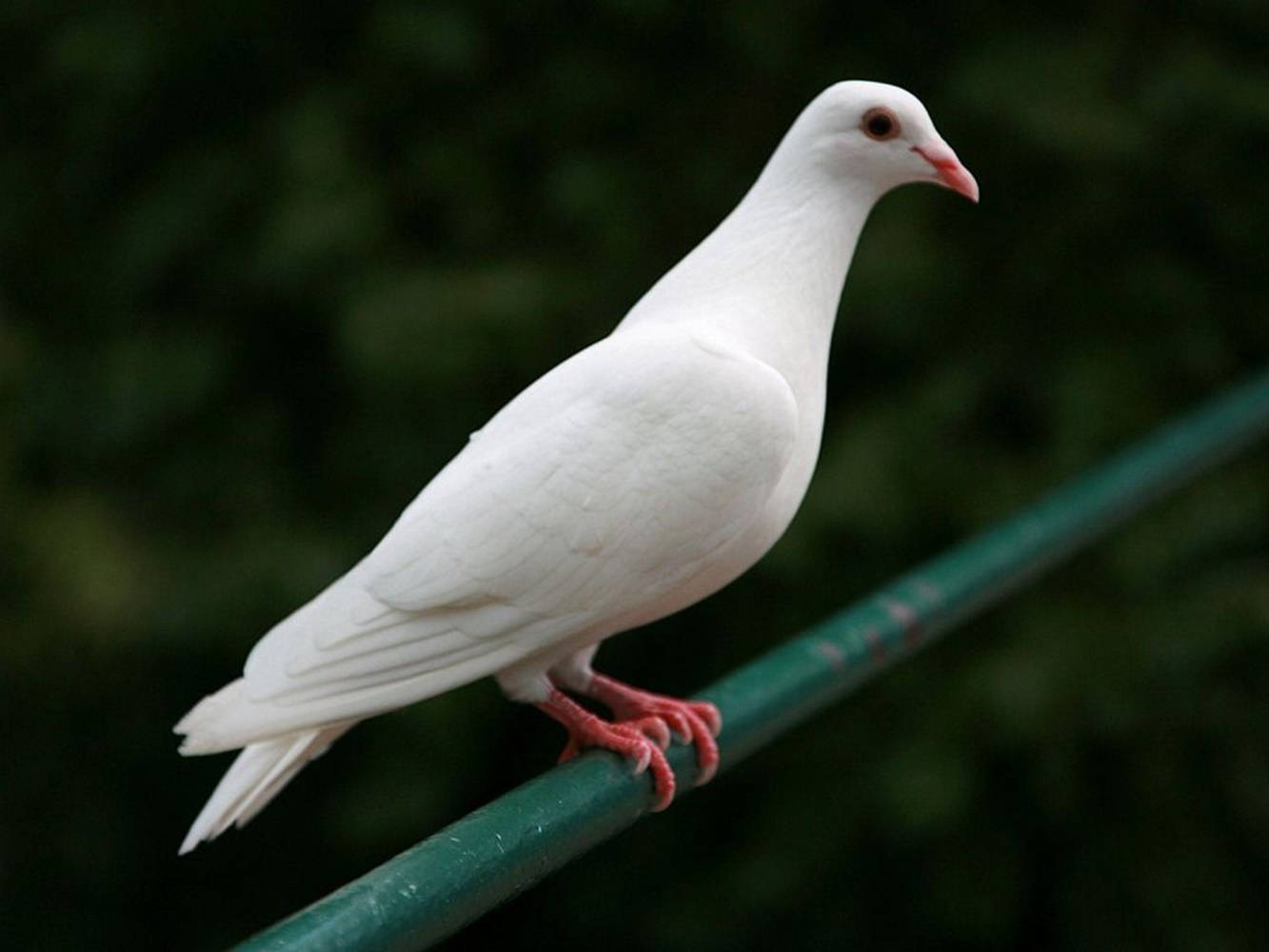 white dove, green railing, soft blurred green background, HD Desktop Wallpaper