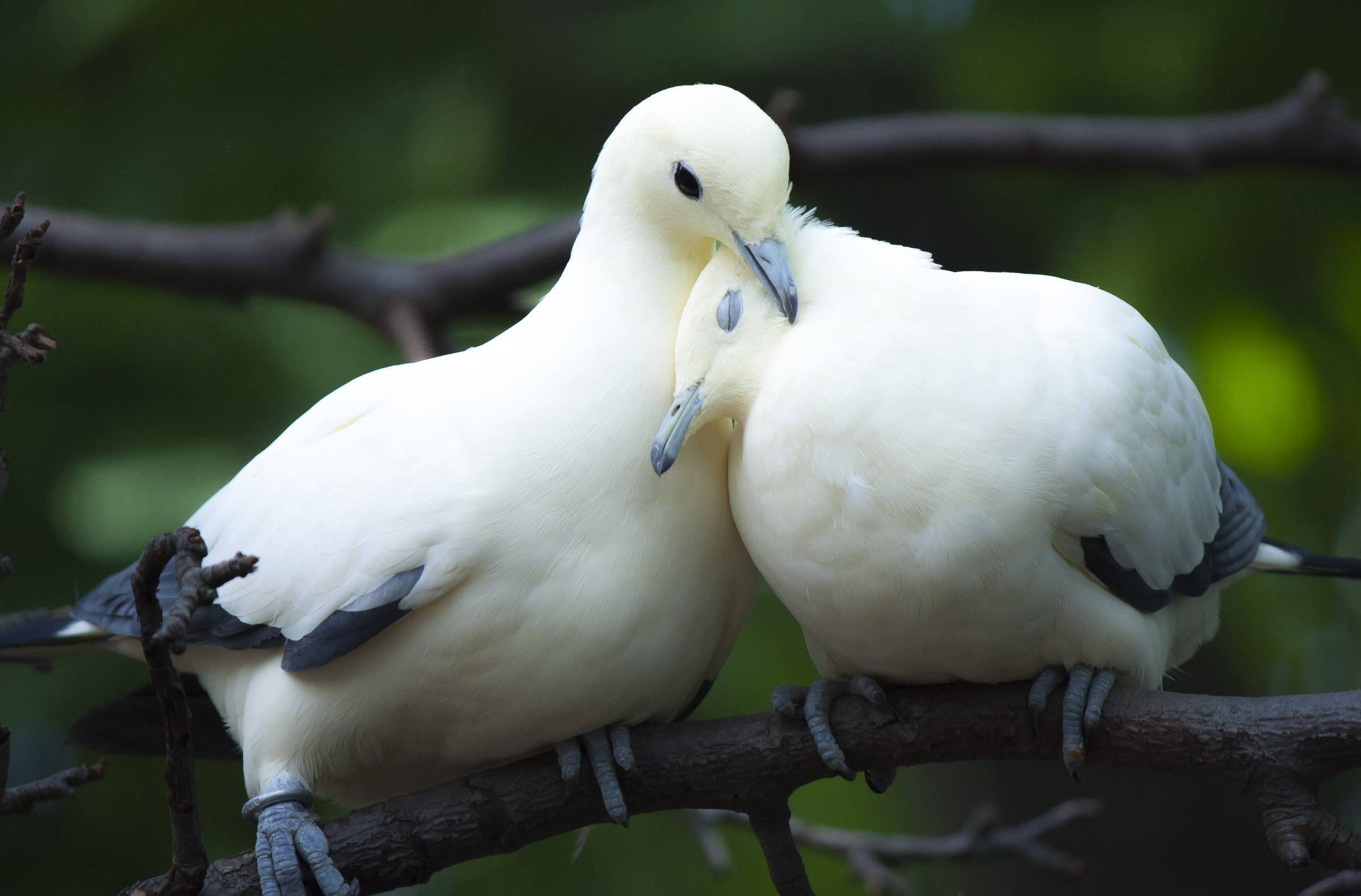white doves, black wingtips, branch, 2K Desktop Wallpaper