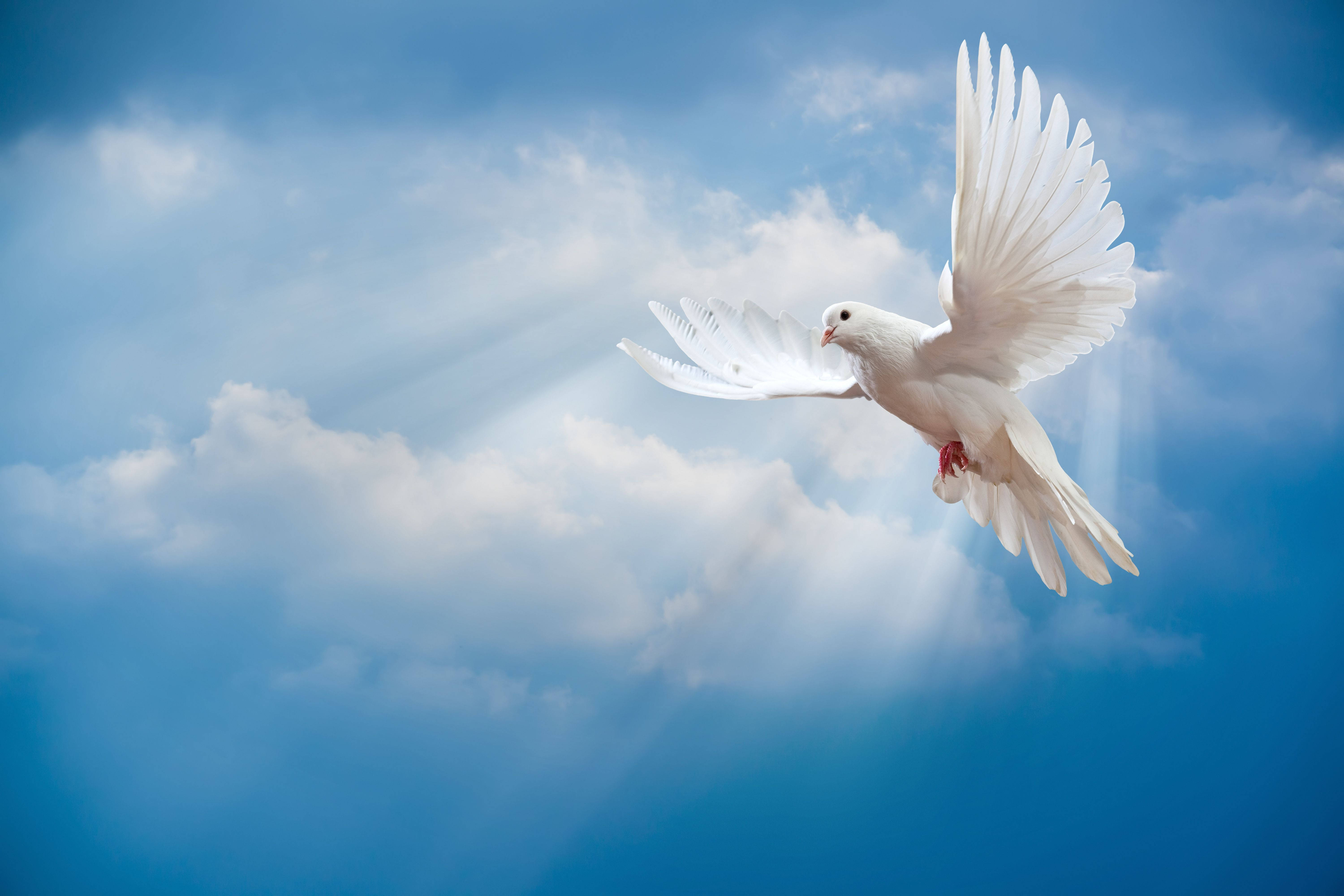 white dove, bright blue sky, fluffy clouds, 5K Desktop Wallpaper