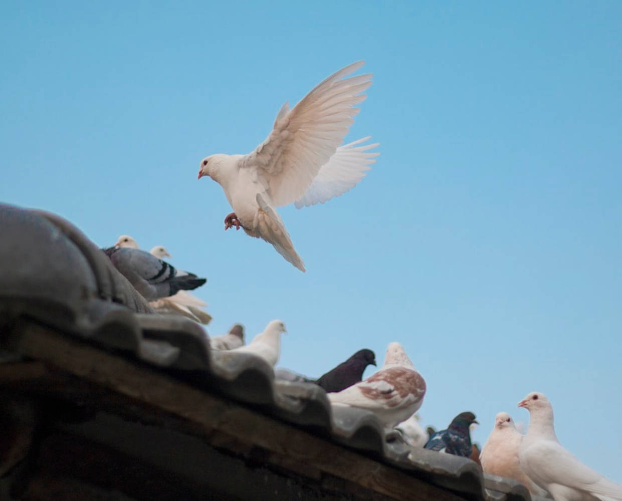 dove, pigeon, tiled roof, SD Desktop Wallpaper