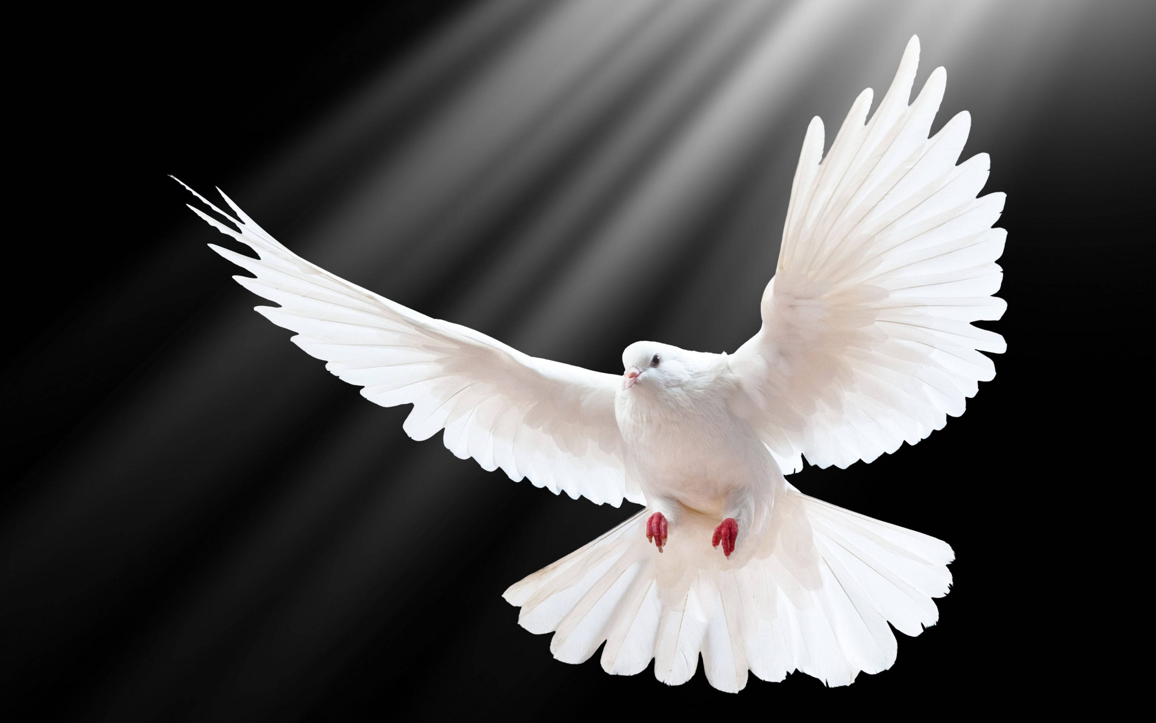 white dove, sun rays, black background, 4K Desktop Wallpaper