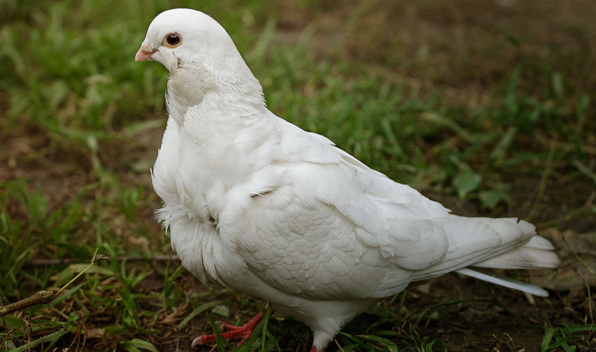 white dove, side angle shot, grassy earth, Full HD Desktop Wallpaper