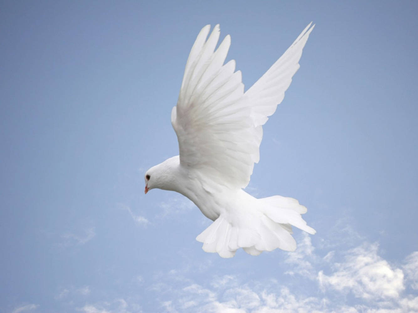 majestic flying white dove bird, pure white dove, soft blue sky, HD Desktop Wallpaper
