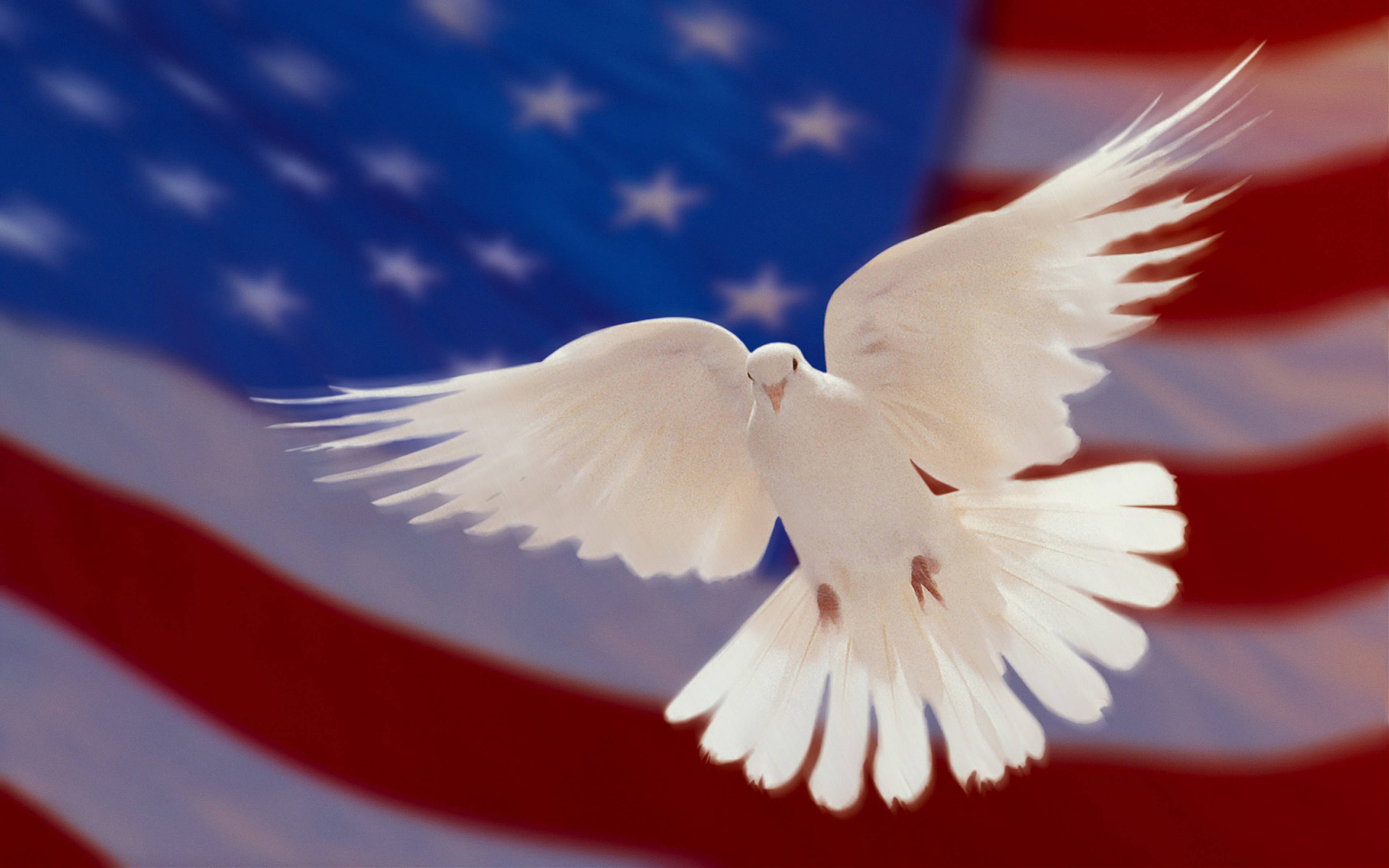 white dove, wings spread wide, blurred American flag, 4K Desktop Wallpaper