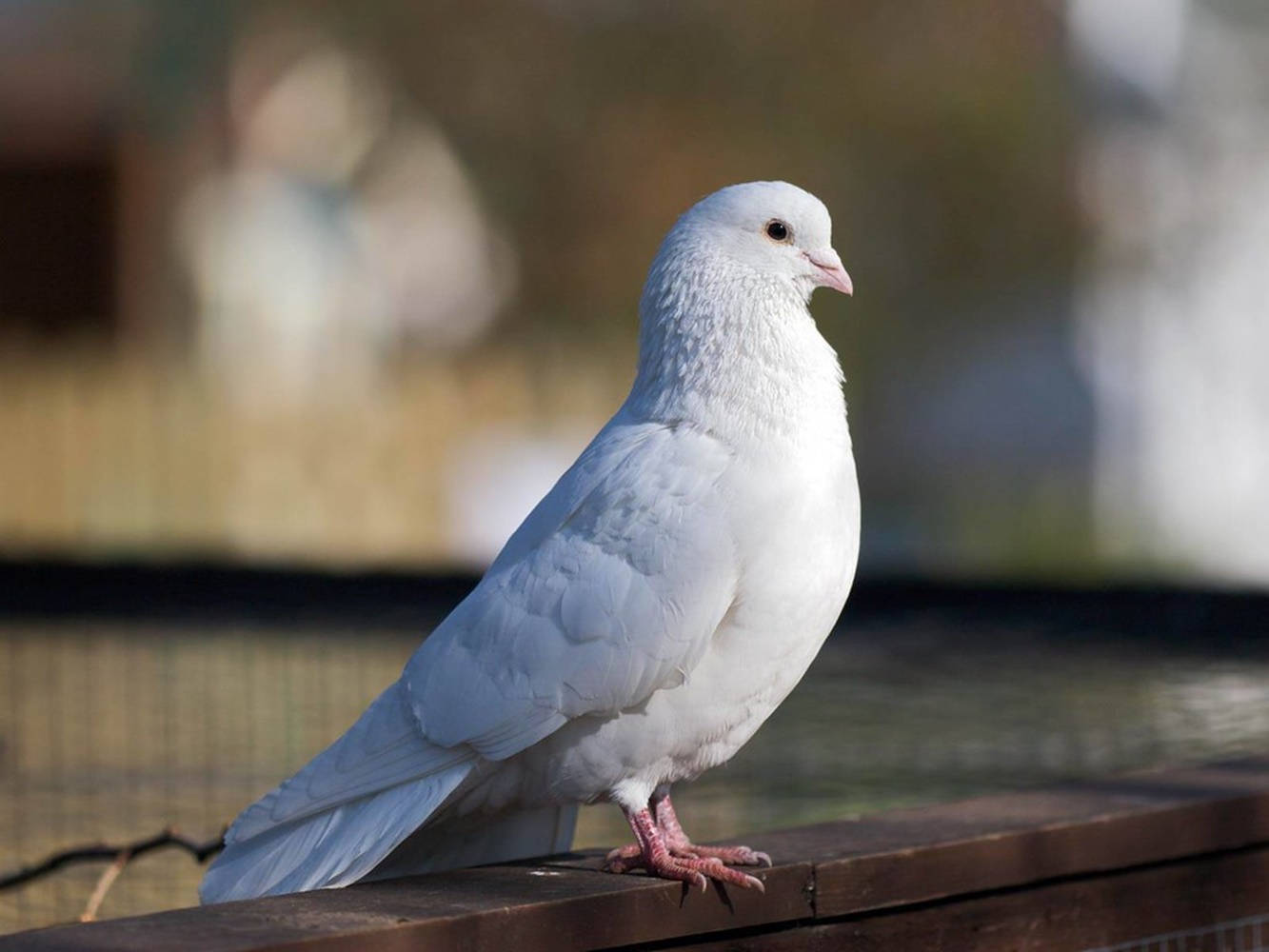white dove, wooden railing, soft sunlight, HD Desktop Wallpaper