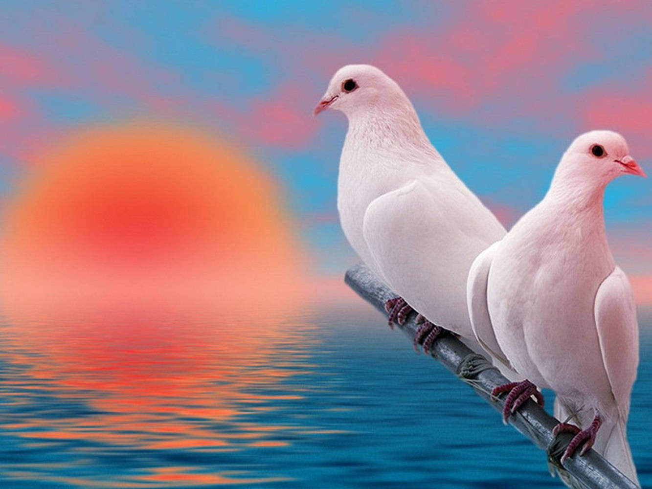 white doves, sunset, pastel clouds, HD Desktop Wallpaper