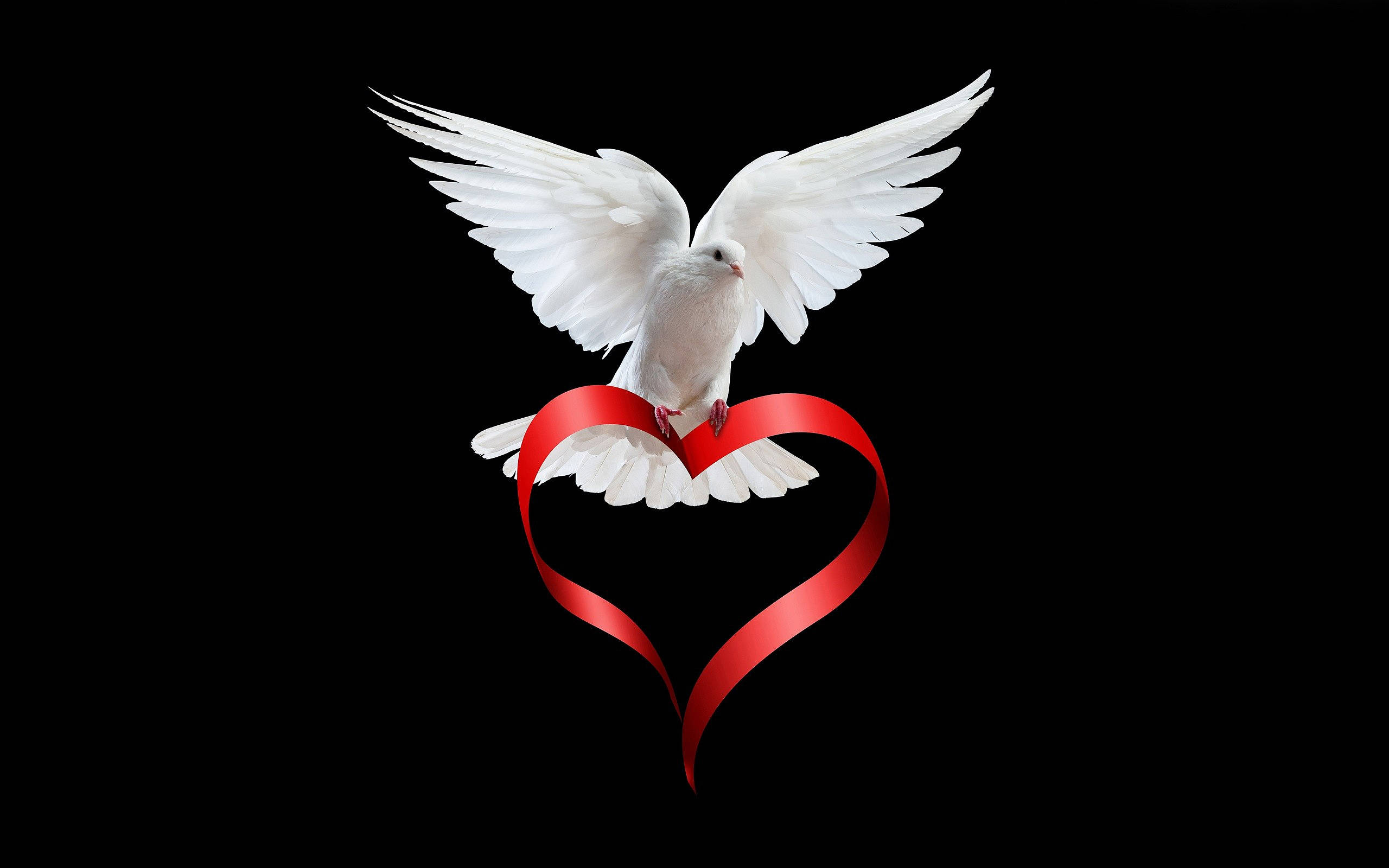 white dove, red heart, glossy red heart-shaped ribbon, 2K Desktop Wallpaper