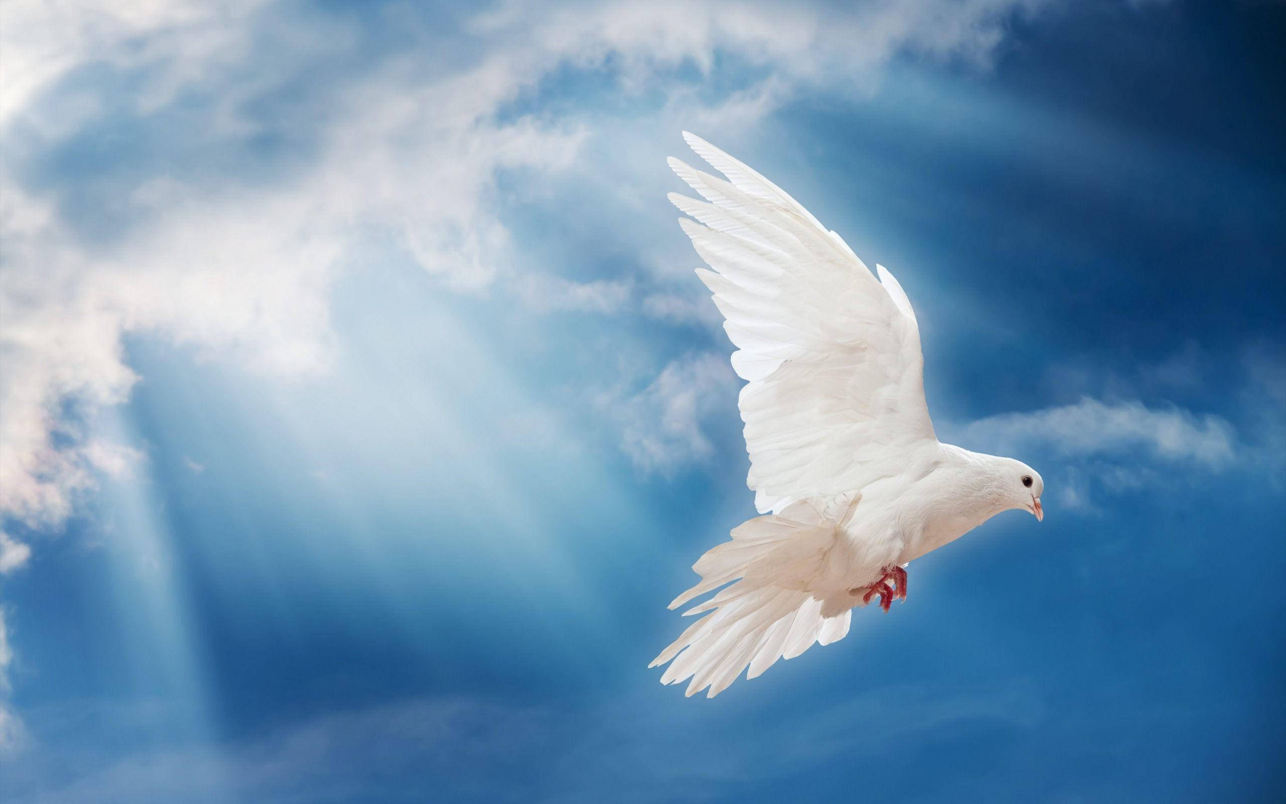 white dove, sun rays, vibrant blue sky, 2K Desktop Wallpaper