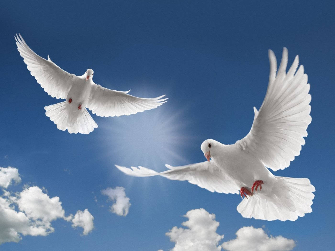 flying white dove, vibrant blue sky, fluffy clouds, HD Desktop Wallpaper