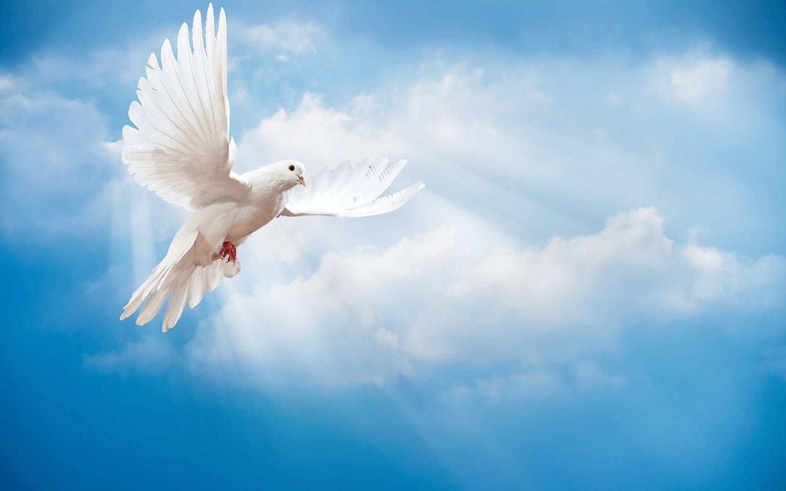 white dove, blue sky, fluffy clouds, HD Desktop Wallpaper