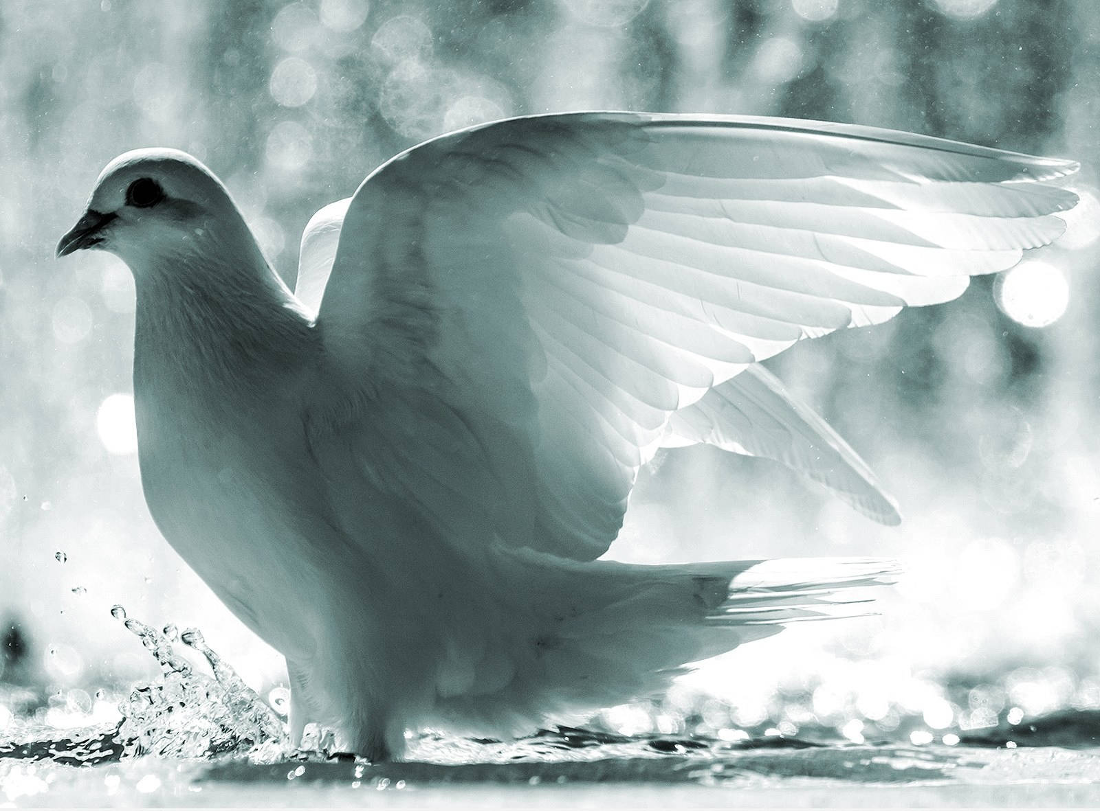 white dove, water, bokeh lights, HD Desktop Wallpaper
