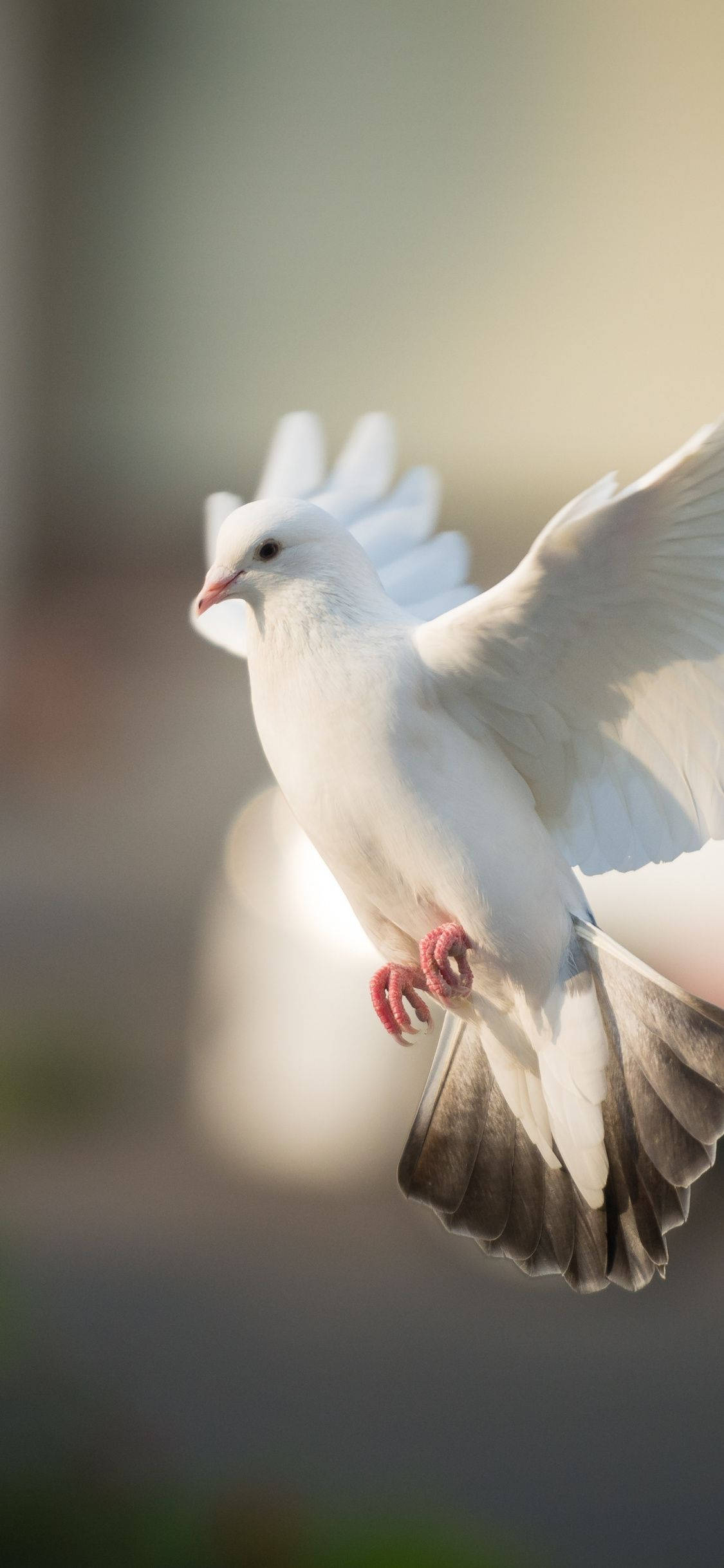 white dove, black tail feathers, soft blurred background, Full HD Phone Wallpaper