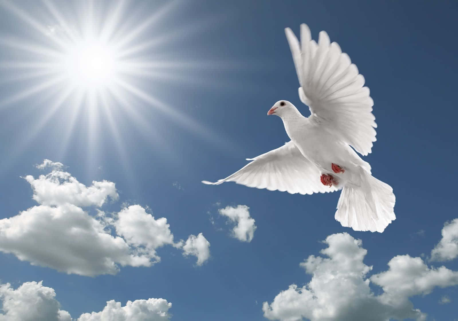 white dove, bright blue sky, radiant sun, HD Desktop Wallpaper