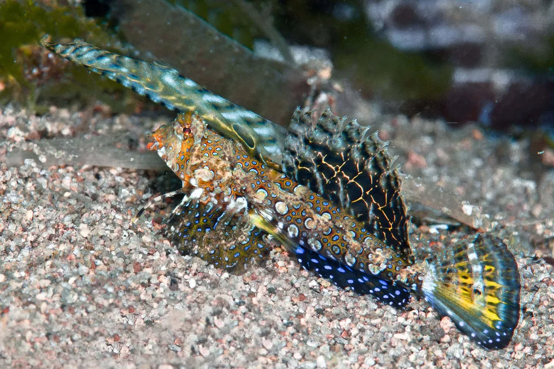 Dragonet