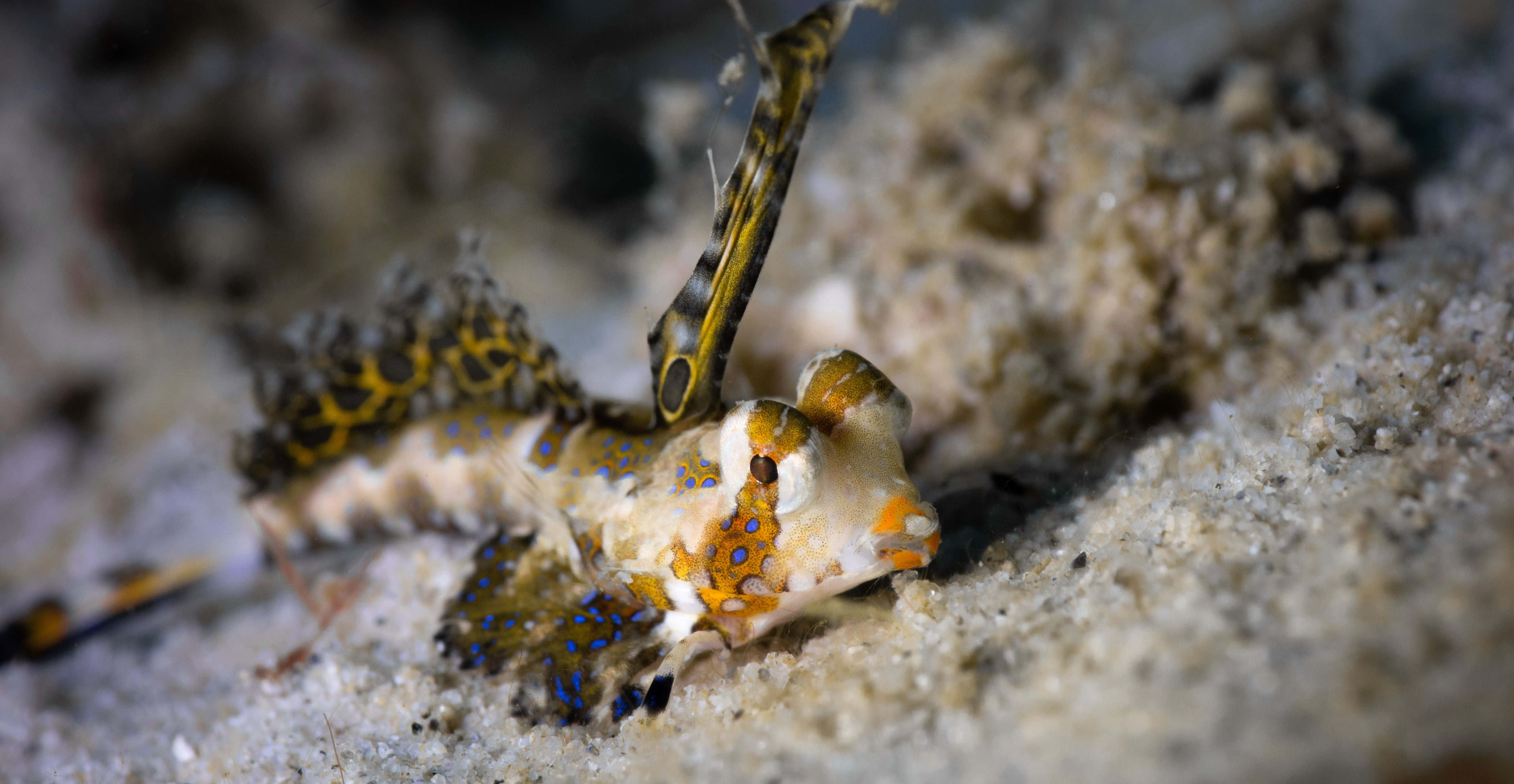 Dragonet, sandy bottom, orange blue spotted frogfish, 5K Desktop Wallpaper