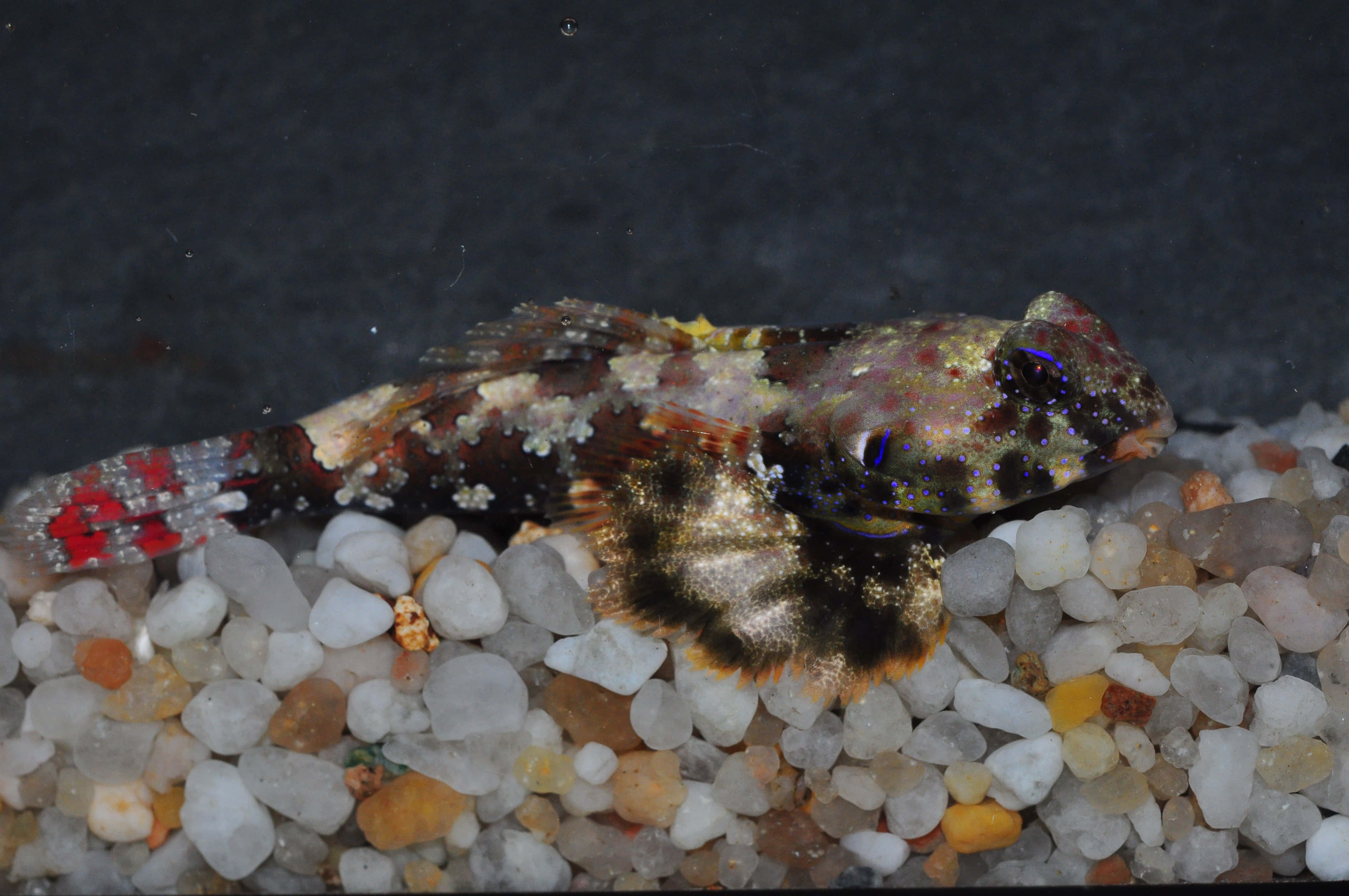 Dragonet, red tail, blue eyes, 4K Desktop Wallpaper