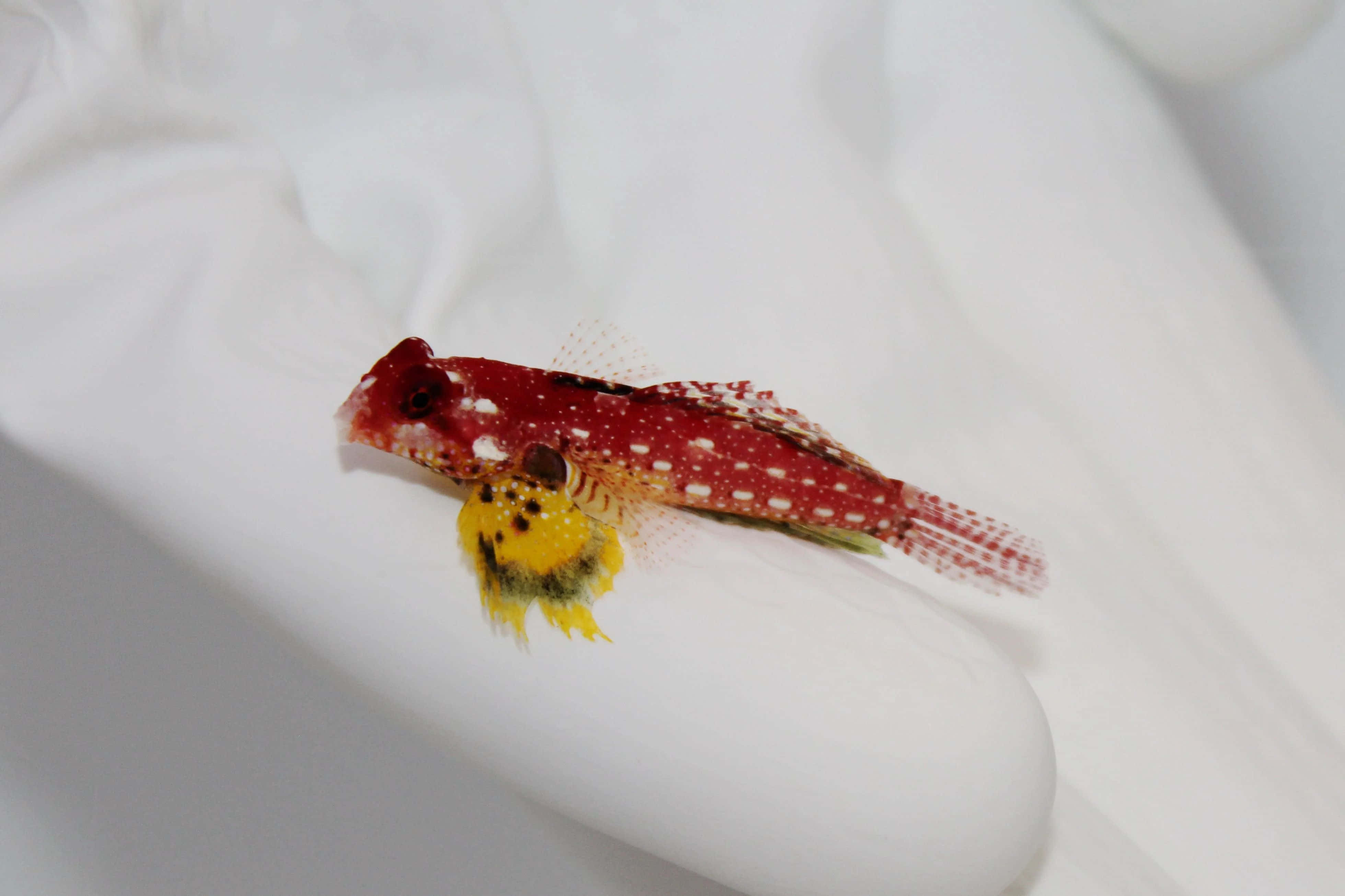 Dragonet, red fish, white spots, 4K Desktop Wallpaper