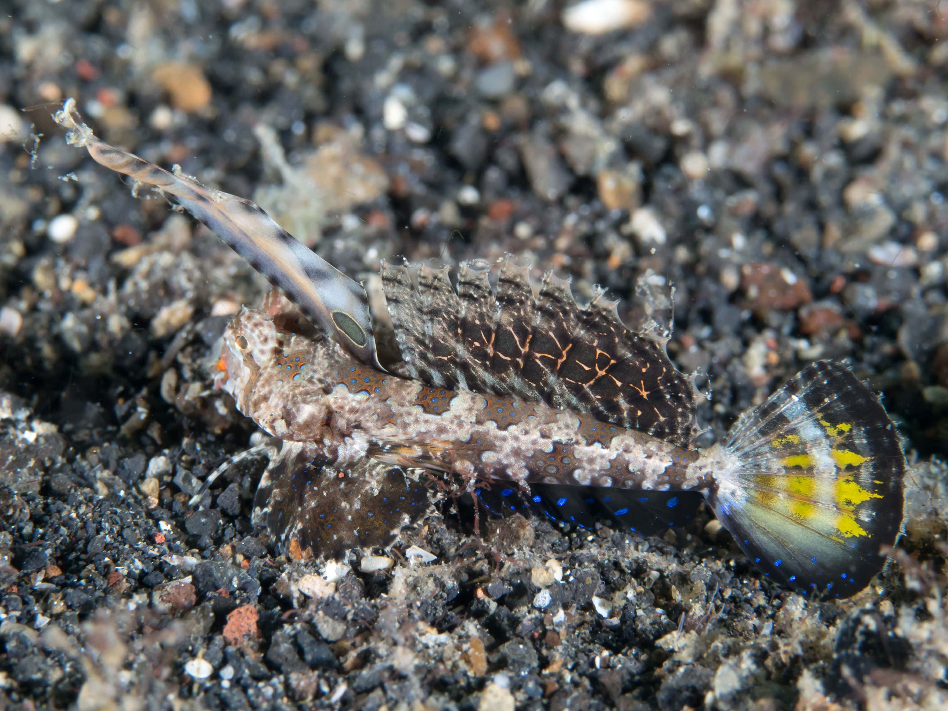 Dragonet, camouflageon, seabed, 2K Desktop Wallpaper