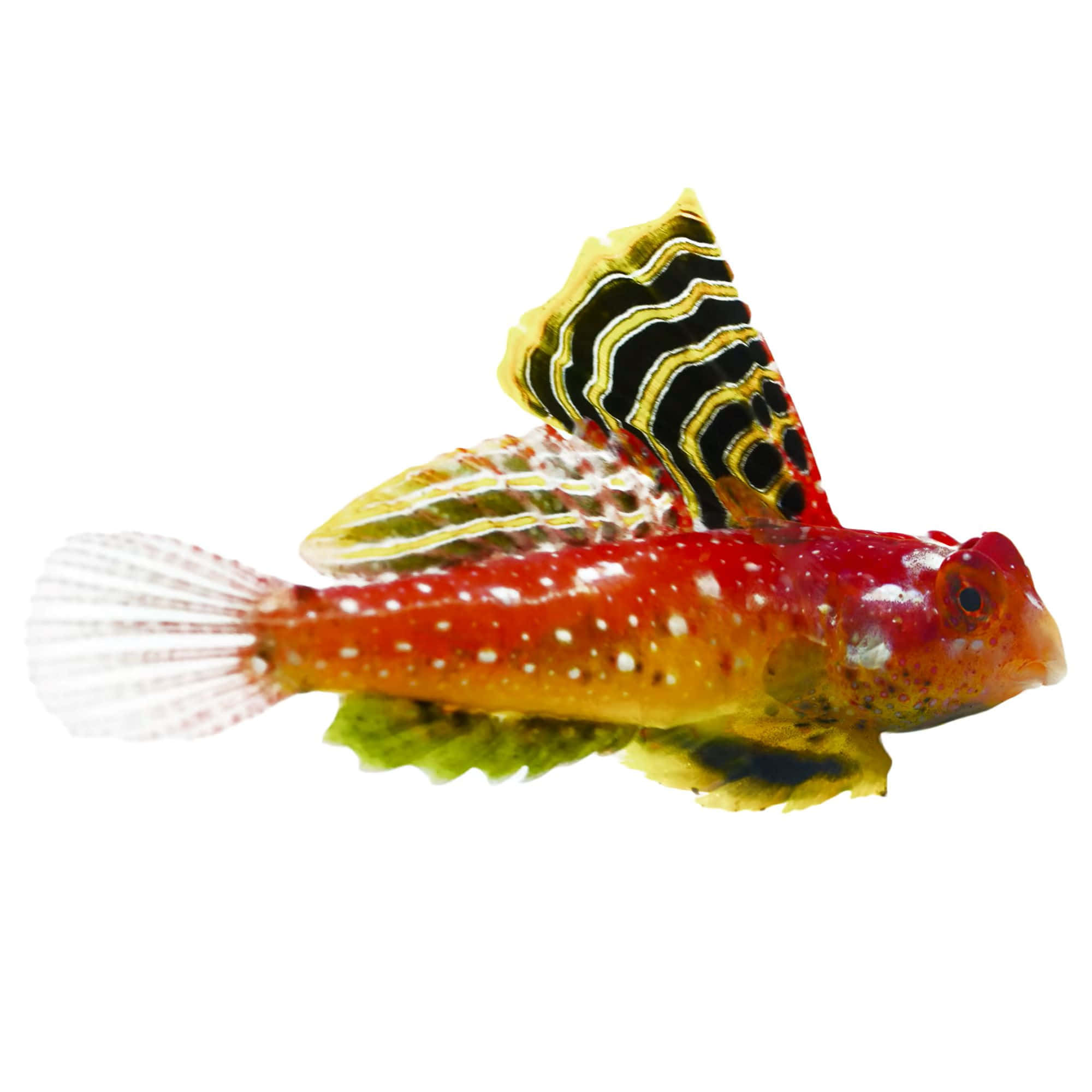 colorful dragonet fish, vibrant red and yellow, black and yellow striped dorsal fins, Full HD Desktop Wallpaper