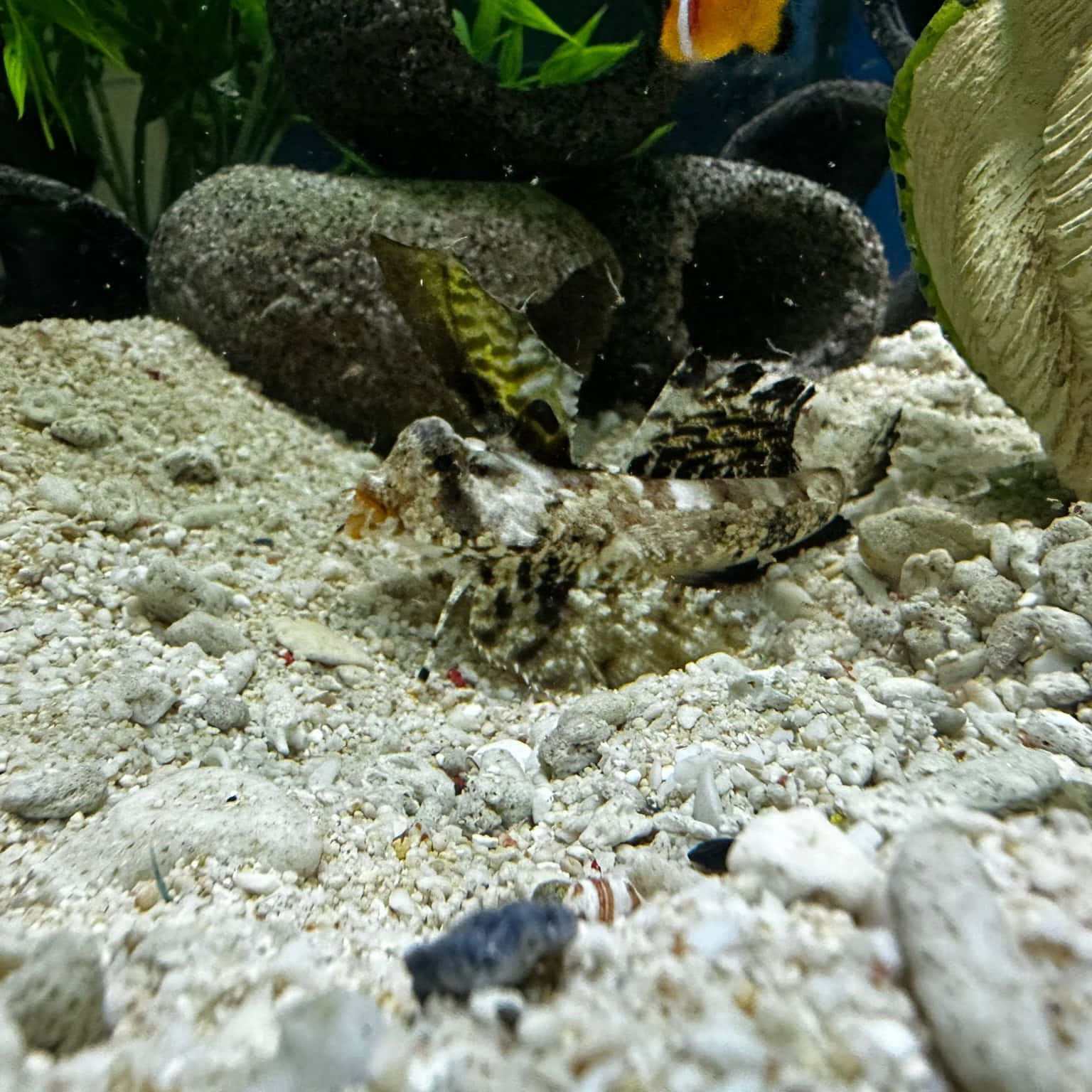 Dragonet, camouflaged frogfish, white gravel, HD Desktop Wallpaper