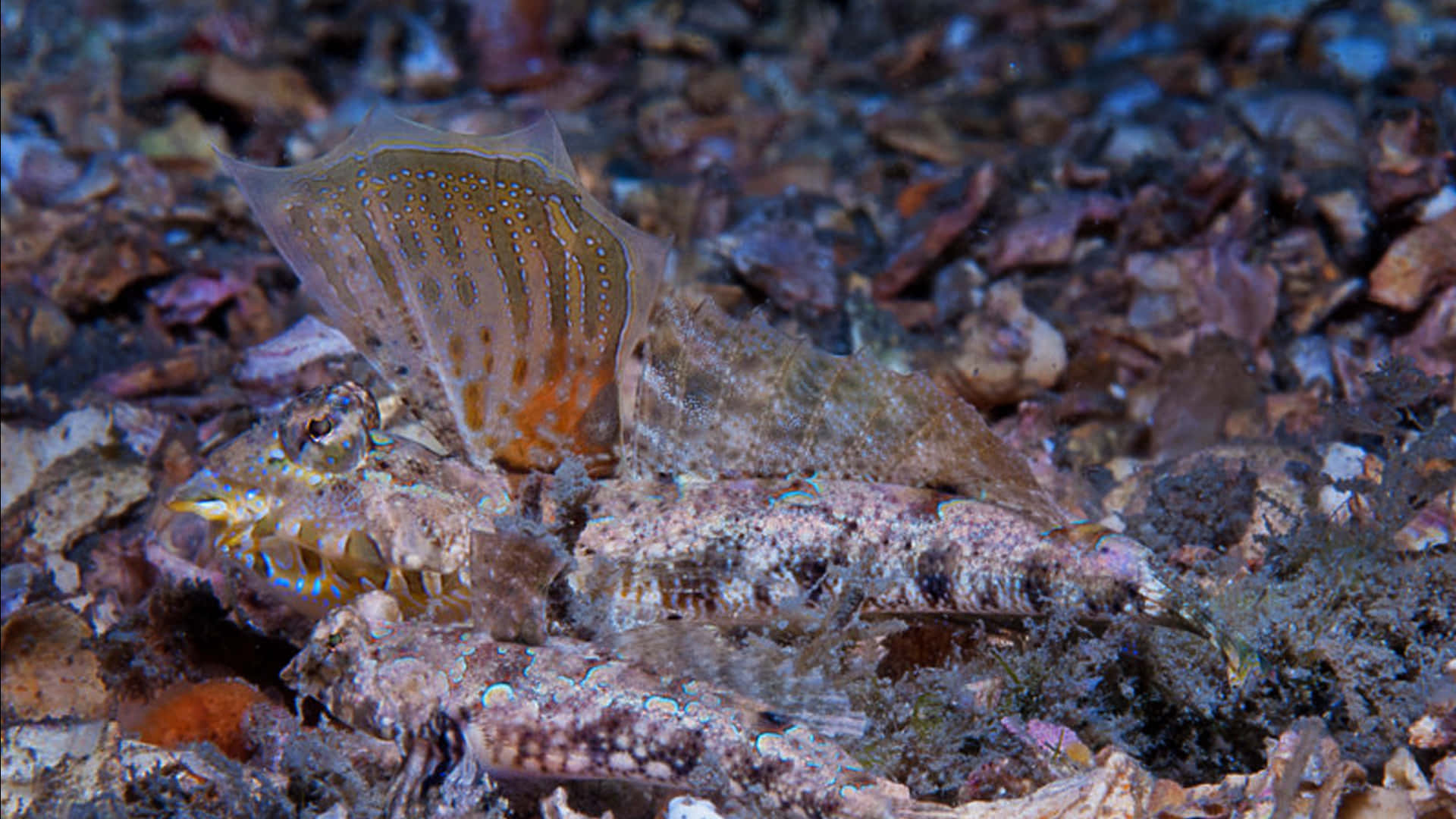 Dragonet, camouflaged, spotted fins, Full HD Desktop Wallpaper