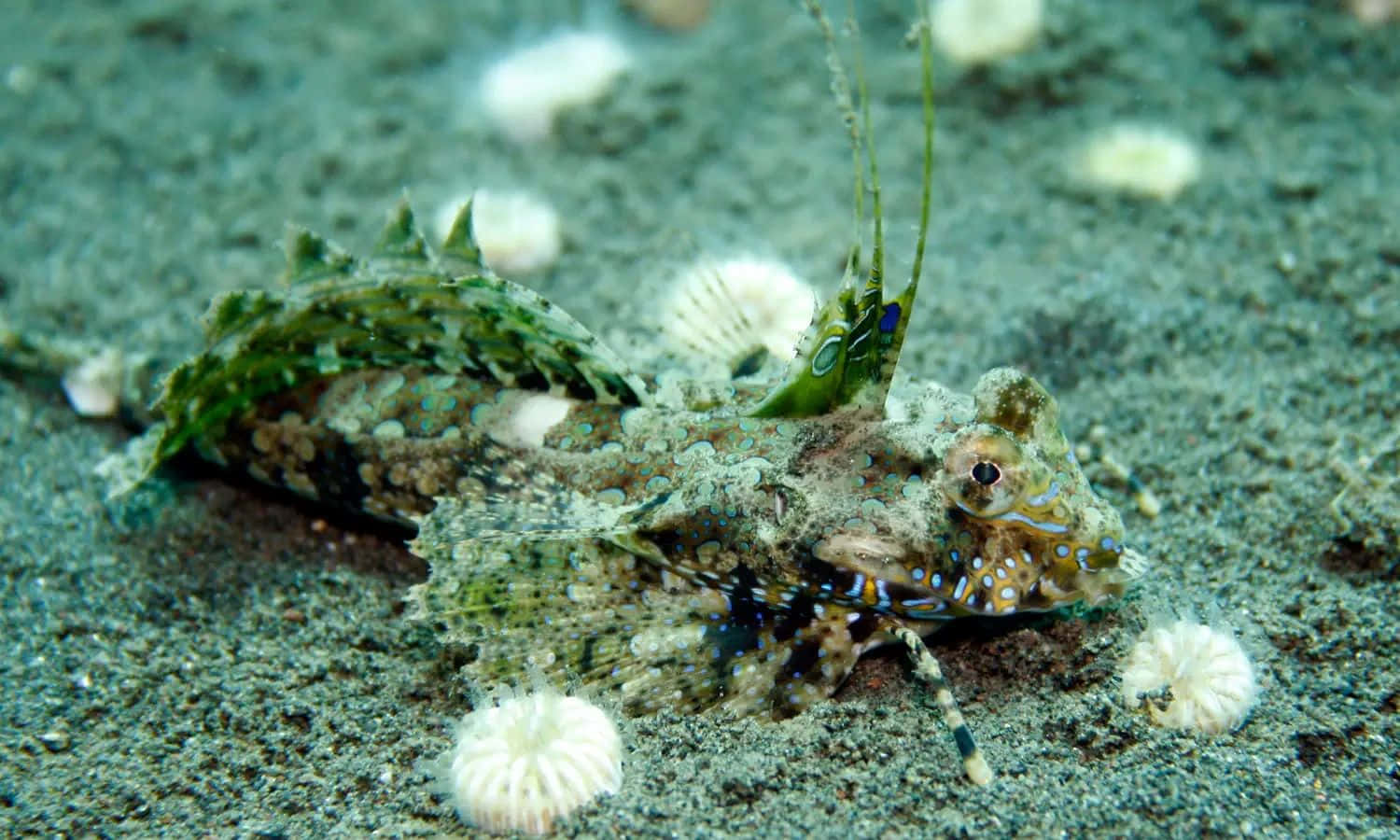 Dragonet, camouflaged dragonfish, leafy fins, HD Desktop Wallpaper