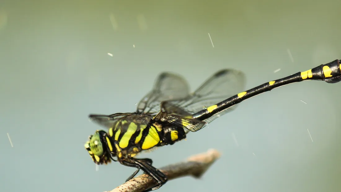 Dragonfly