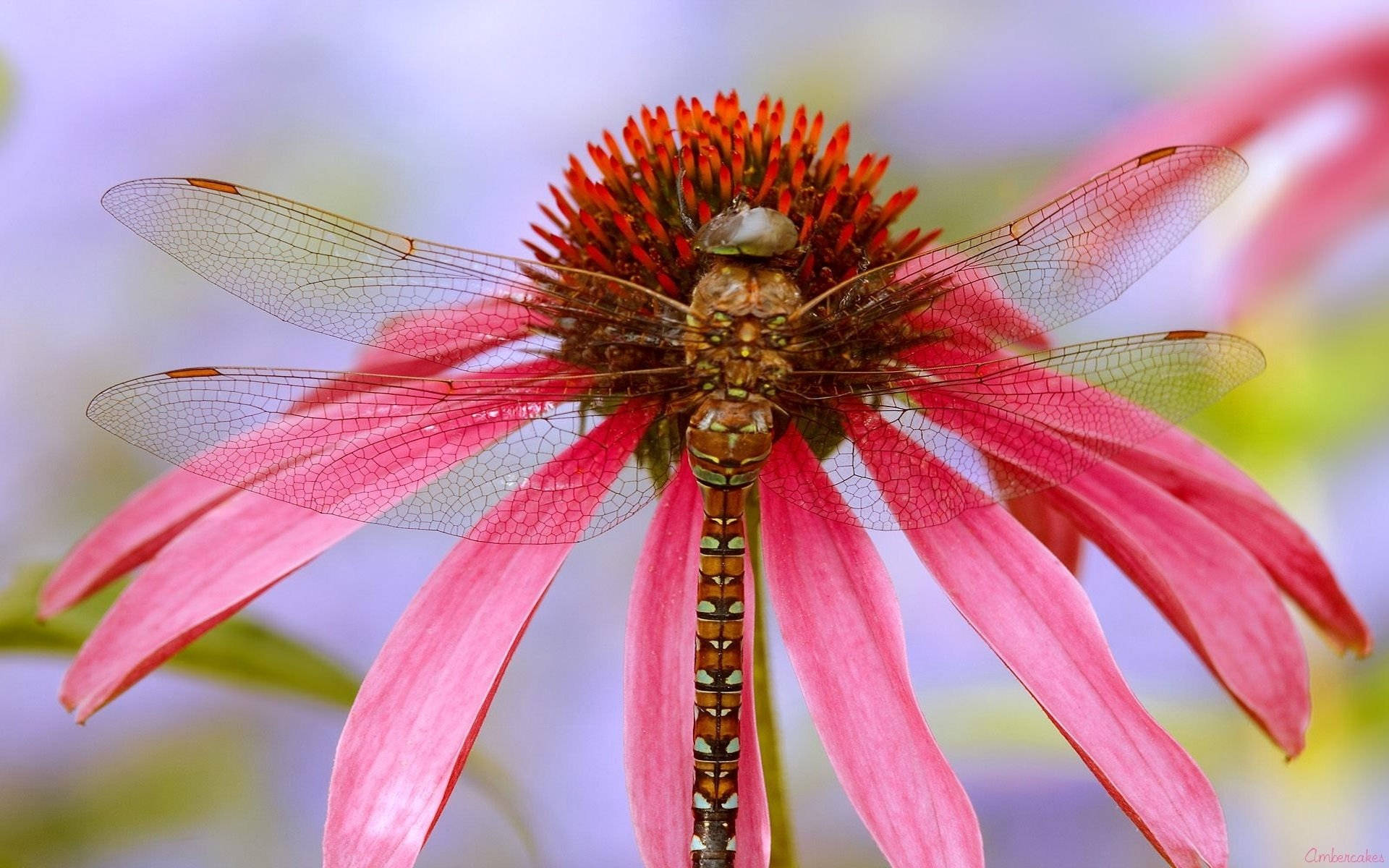 dragonfly, coneflower, vibrant pink, Full HD Desktop Wallpaper