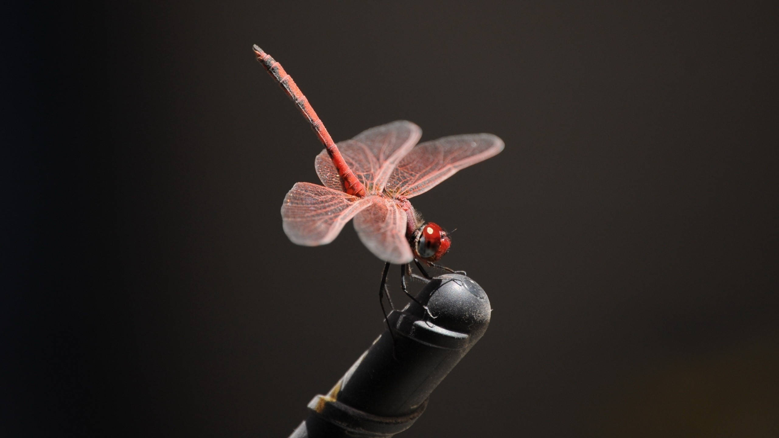 Dragonfly, pink, black pipe, 2K Desktop Wallpaper