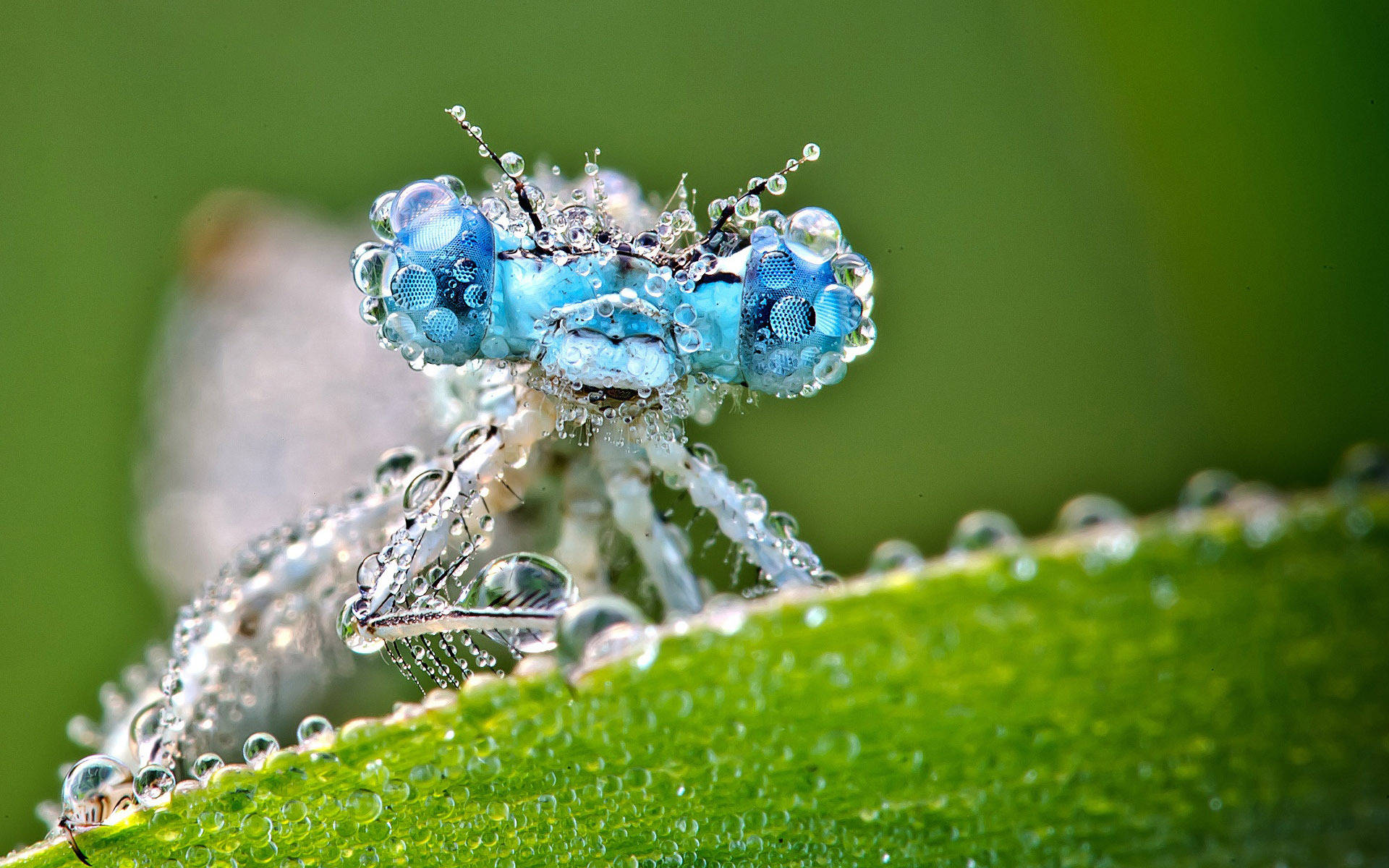 dragonfly, blue damselfly, dew-covered leaf, Full HD Desktop Wallpaper