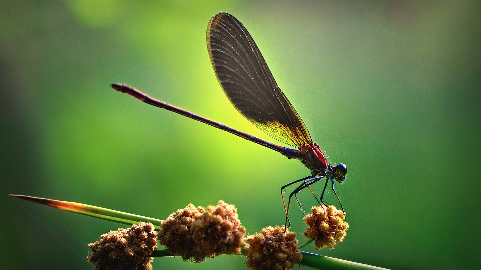 dragonfly, red, brown seed pods, Full HD Desktop Wallpaper