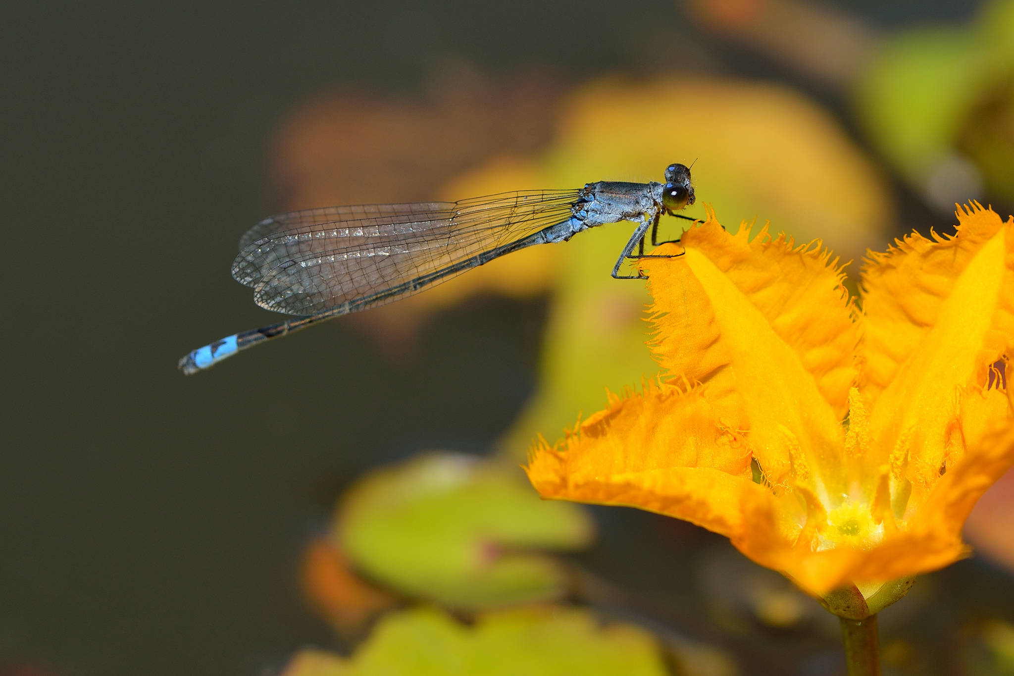 Dragonfly, yellow flower, blue damselfly, Full HD Desktop Wallpaper