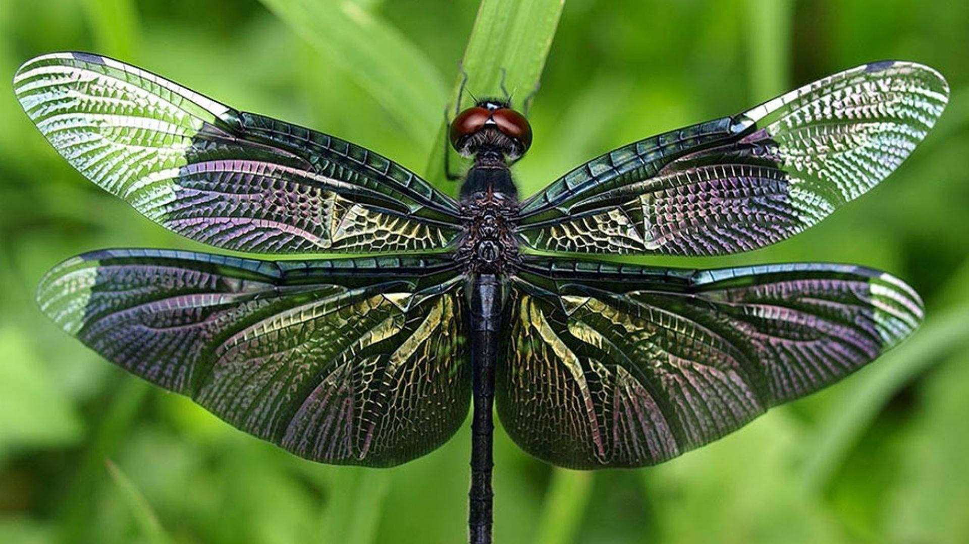 black dragonfly, iridescent wings, blade of grass, Full HD Desktop Wallpaper