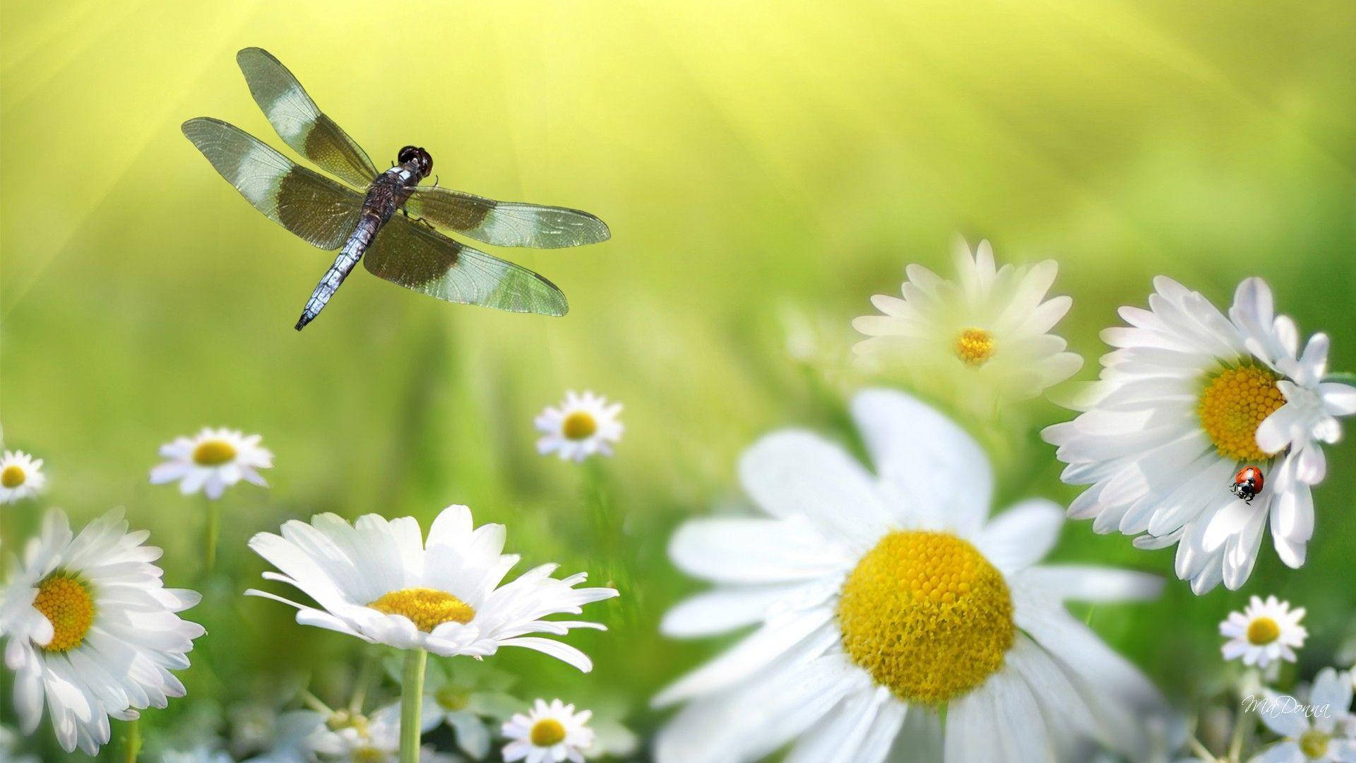dragonfly, striped wings, white daisies, Full HD Desktop Wallpaper