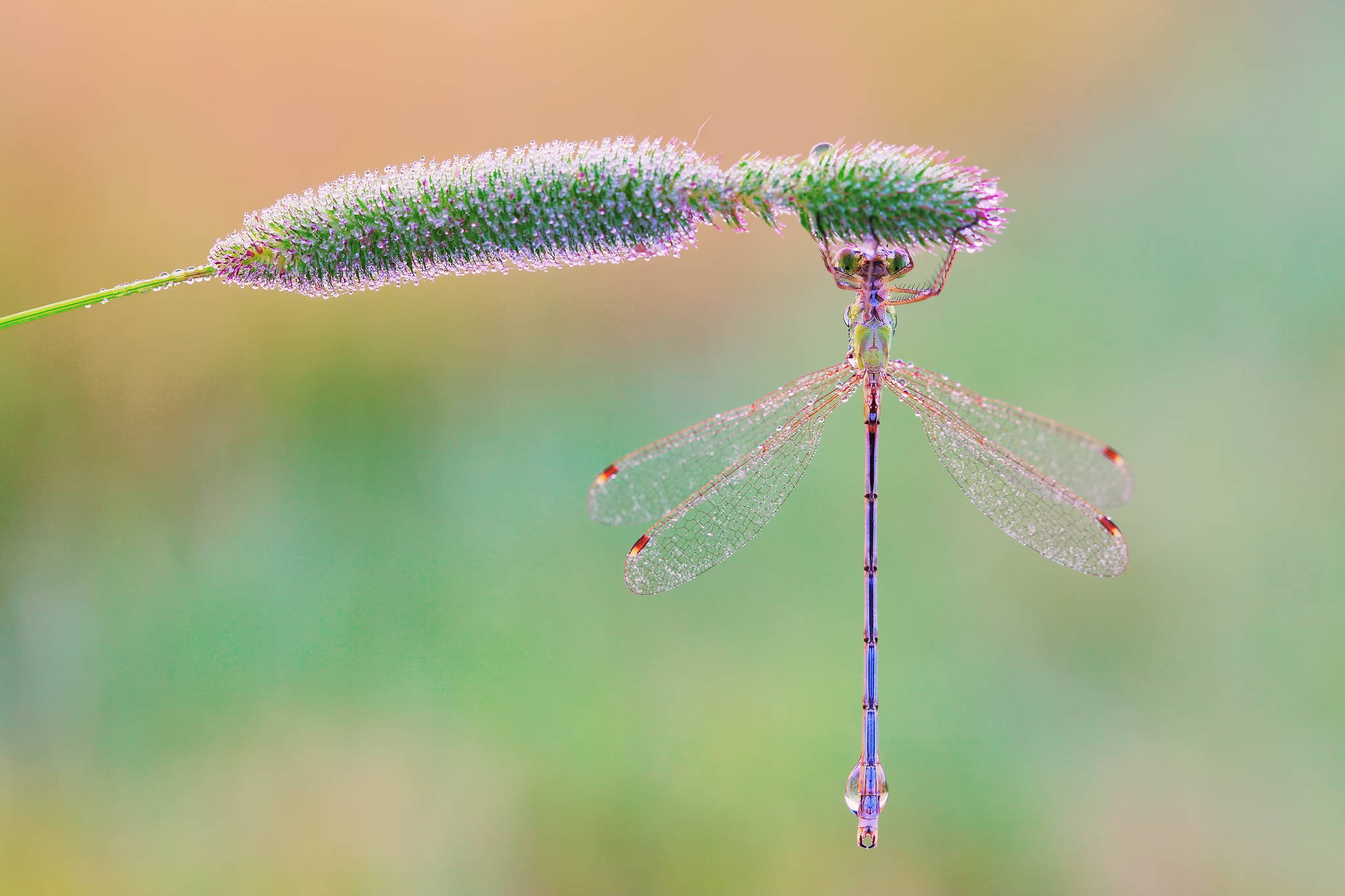 Dragonfly, translucent wings, dew-covered grass spike, Full HD Desktop Wallpaper