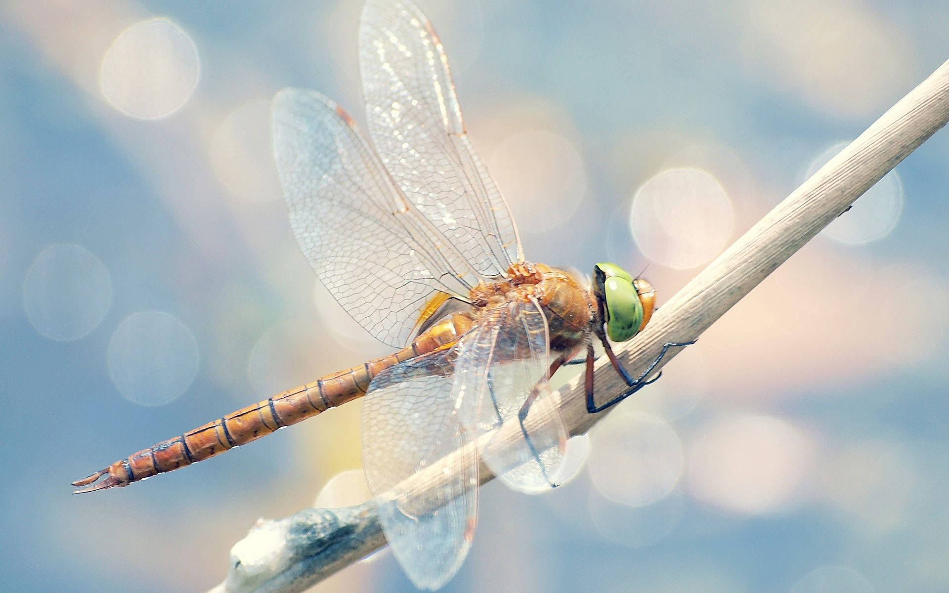 Dragonfly, translucent wings, green eyes, Full HD Desktop Wallpaper
