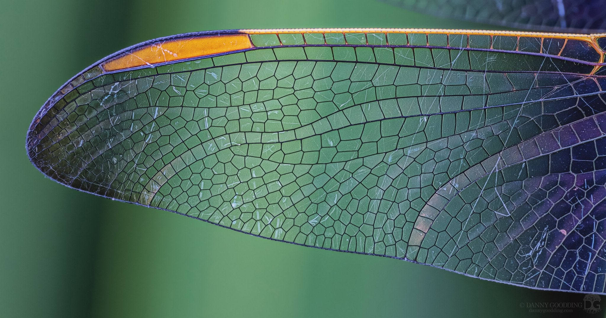 transparent dragonfly wings, green and amber veined wing, dragonfly, Full HD Desktop Wallpaper
