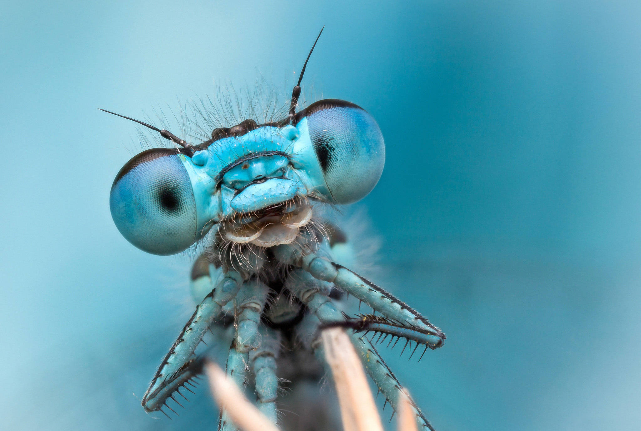 blue dragonfly head, vibrant blue damselfly, huge compound eyes, Full HD Desktop Wallpaper