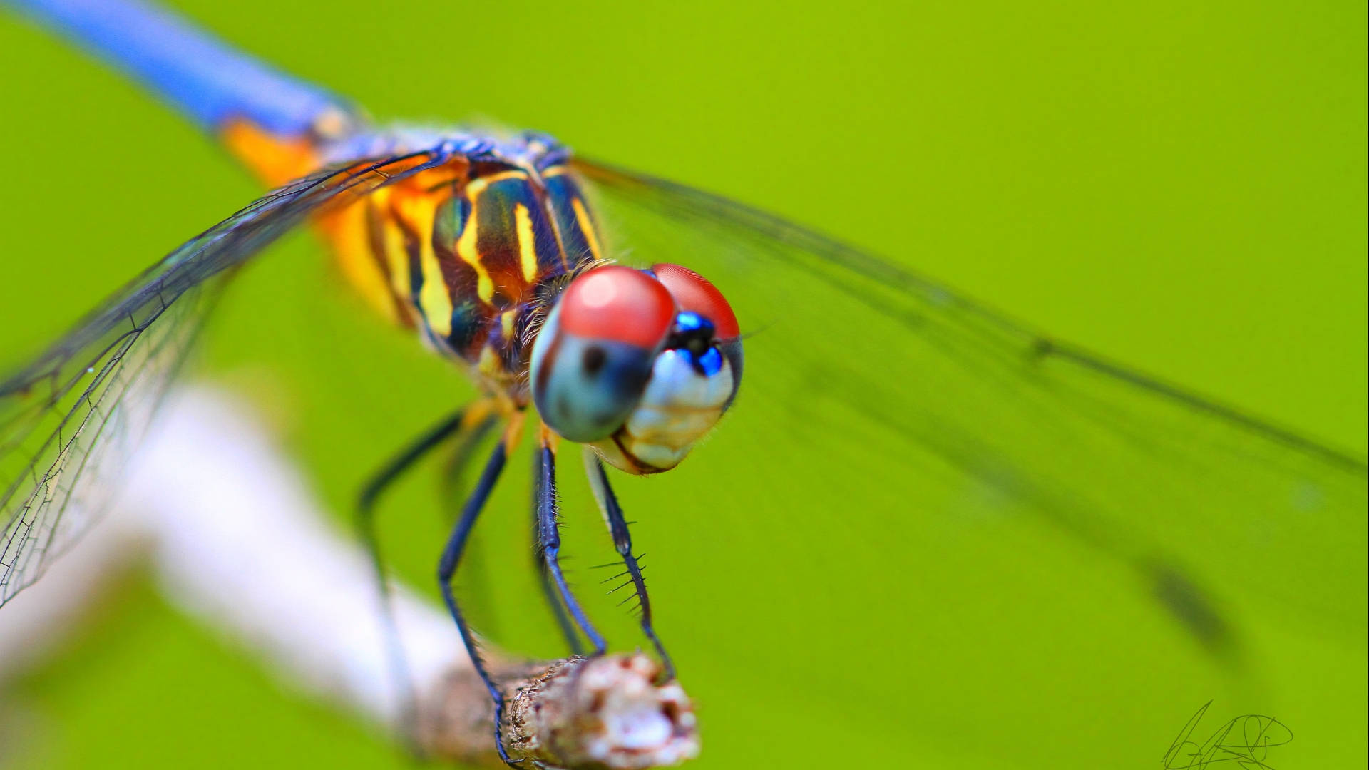 dragonfly, red eyes, blue body, Full HD Desktop Wallpaper