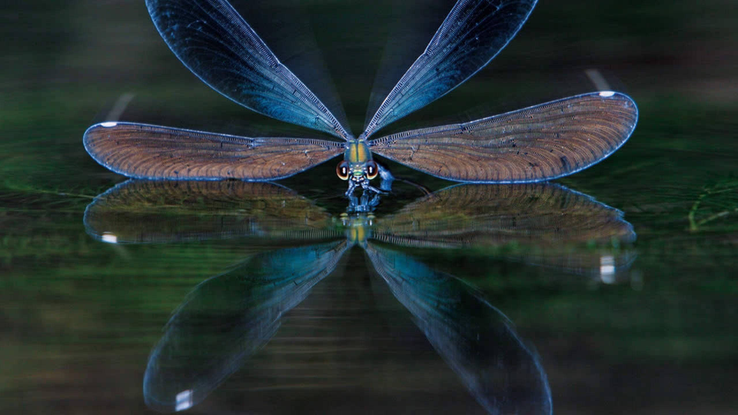 Dragonfly, iridescent blue and brown wings, calm water, 2K Desktop Wallpaper